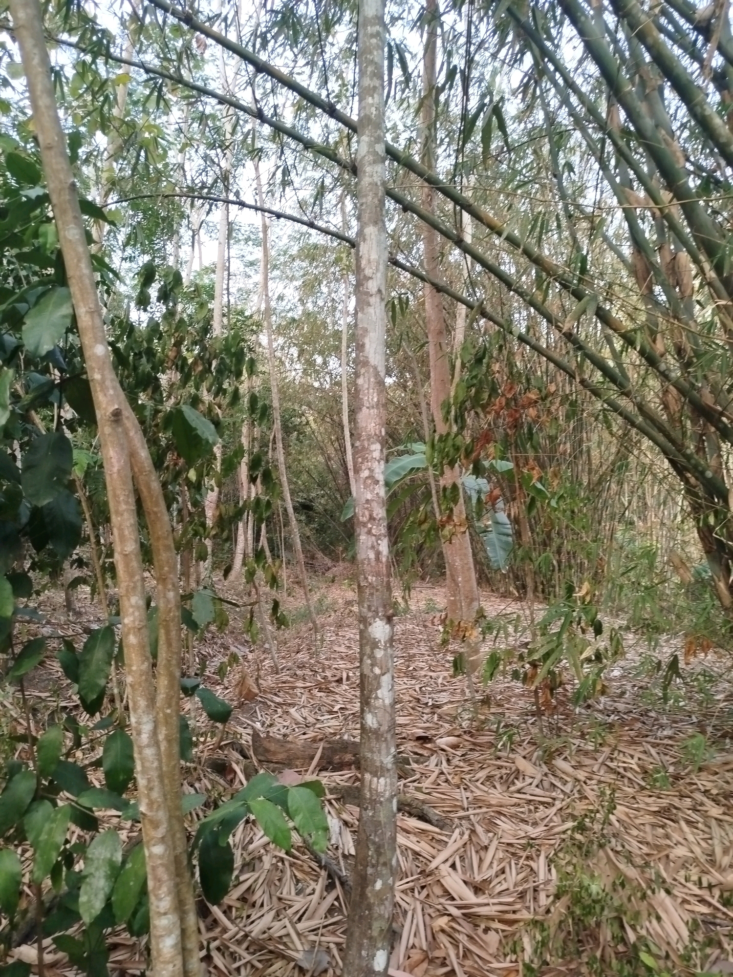 The image depicts a forest floor covered in dry, fallen bamboo leaves and scattered branches. Several thin, light-barked trees stand in the foreground and midground, some with lush green foliage. Behind them, a dense thicket of tall bamboo stalks, some green and some dried and brown, dominates the background. The overall scene is natural and appears to be located in a tropical environment, consistent with the rural setting of Widoro, Indonesia. There are no people or animals visible in the image. The lighting suggests it may be late afternoon or early morning, with dappled sunlight filtering through the canopy.