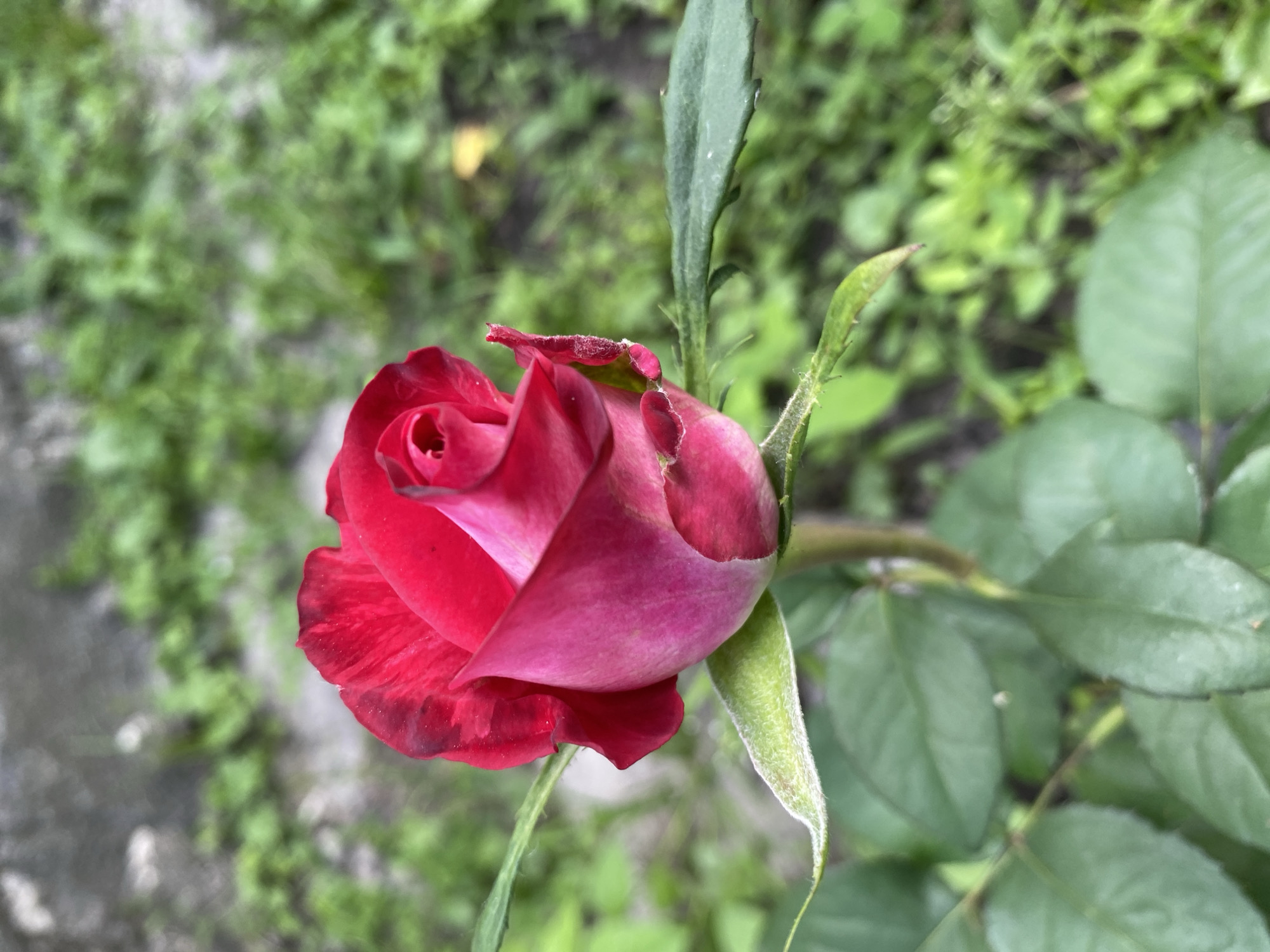 An outdoor, close-up, eye-level, vertical shot captures a vibrant red and pink rose bud with delicate green leaves and thorny stems. The background is a blurred expanse of green foliage and gray concrete. The rose, positioned on the left side of the frame, is the focal point, showcasing the transition from deep red at the petal tips to a softer pink at the base. Its intricate, spiraled form is clearly visible, with the outer petals unfurling slightly. The surrounding leaves are a rich green, some appearing velvety and adorned with fine hairs, particularly along the edges and stems. Thorny protrusions are evident on the stem supporting the bud. The background suggests an urban or garden setting, with a wall or pavement in the upper left and lush, out-of-focus greenery filling the rest of the scene. The lighting is natural, creating soft shadows and highlighting the textures of the rose and foliage.