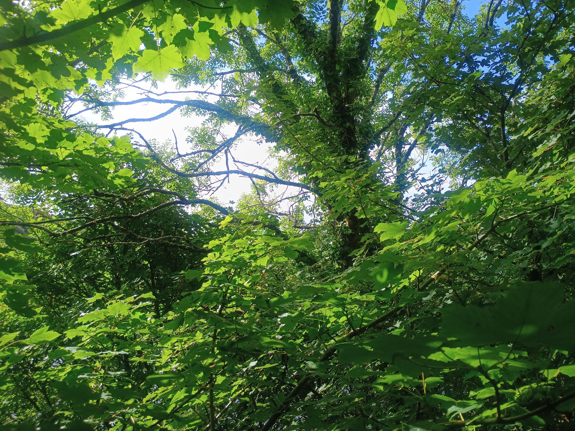 In an outdoor, sun-dappled forest setting, lush green foliage dominates the frame, creating a dense canopy. The leaves are vibrant and varied in shape, with some appearing broad and lobed, characteristic of maple trees, while others are smaller and more delicate. Sunlight filters through the leaves, casting dappled shadows and highlighting the textures of the foliage. The background reveals glimpses of a bright, overcast sky and the rough bark of a large tree trunk, suggesting a thick, established forest. The overall impression is one of natural abundance and the tranquil beauty of a shaded woodland.