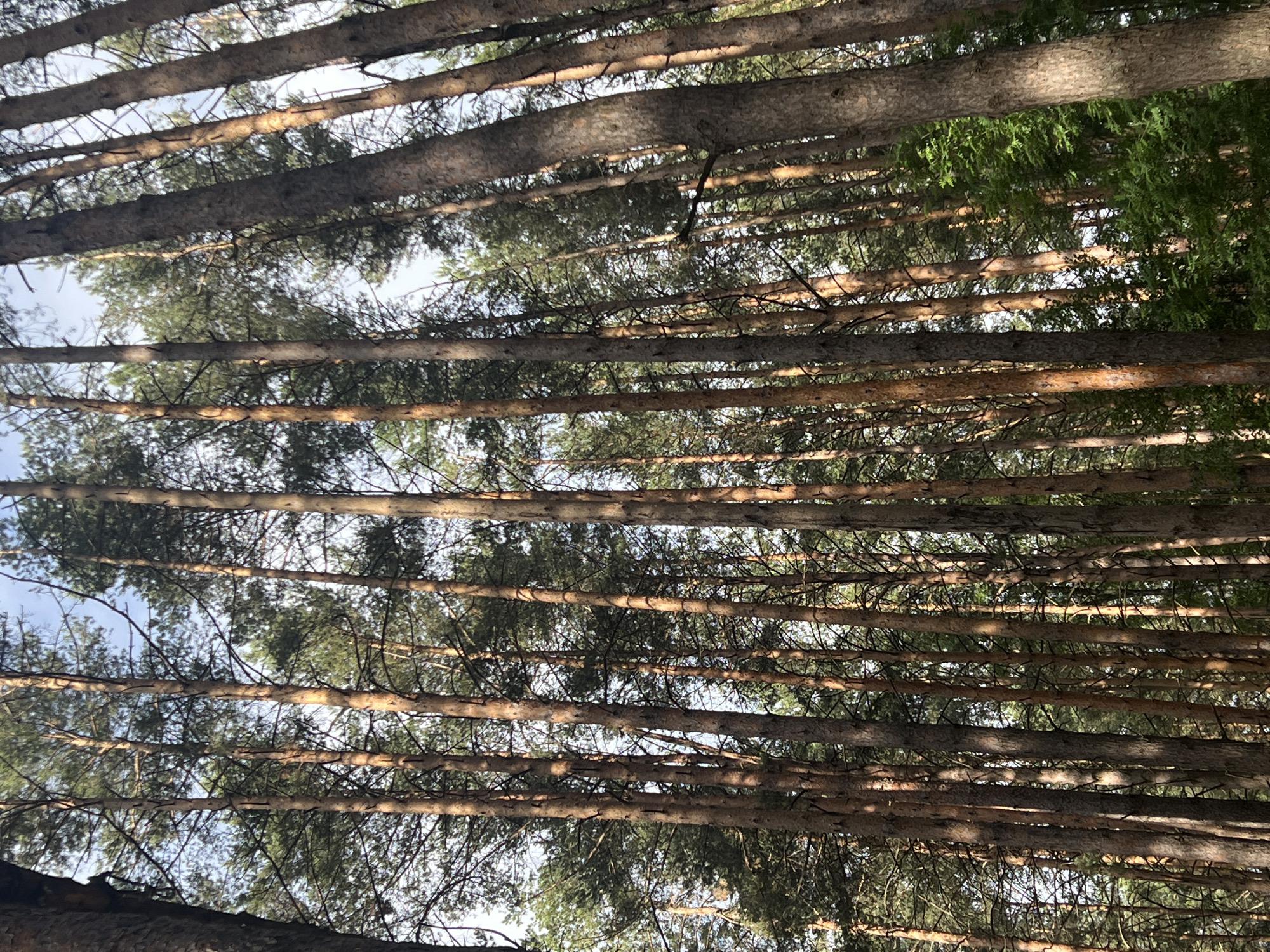 The image depicts a dense forest of tall pine trees, their trunks varying in thickness and color, ranging from light brown to dark gray. Sunlight filters through the branches, casting dappled shadows on the forest floor, which is not visible in this shot. The canopy of pine needles creates a textured ceiling against a pale blue sky. The perspective is looking upwards, emphasizing the height and verticality of the trees. The forest appears to be located in a natural, undeveloped area.