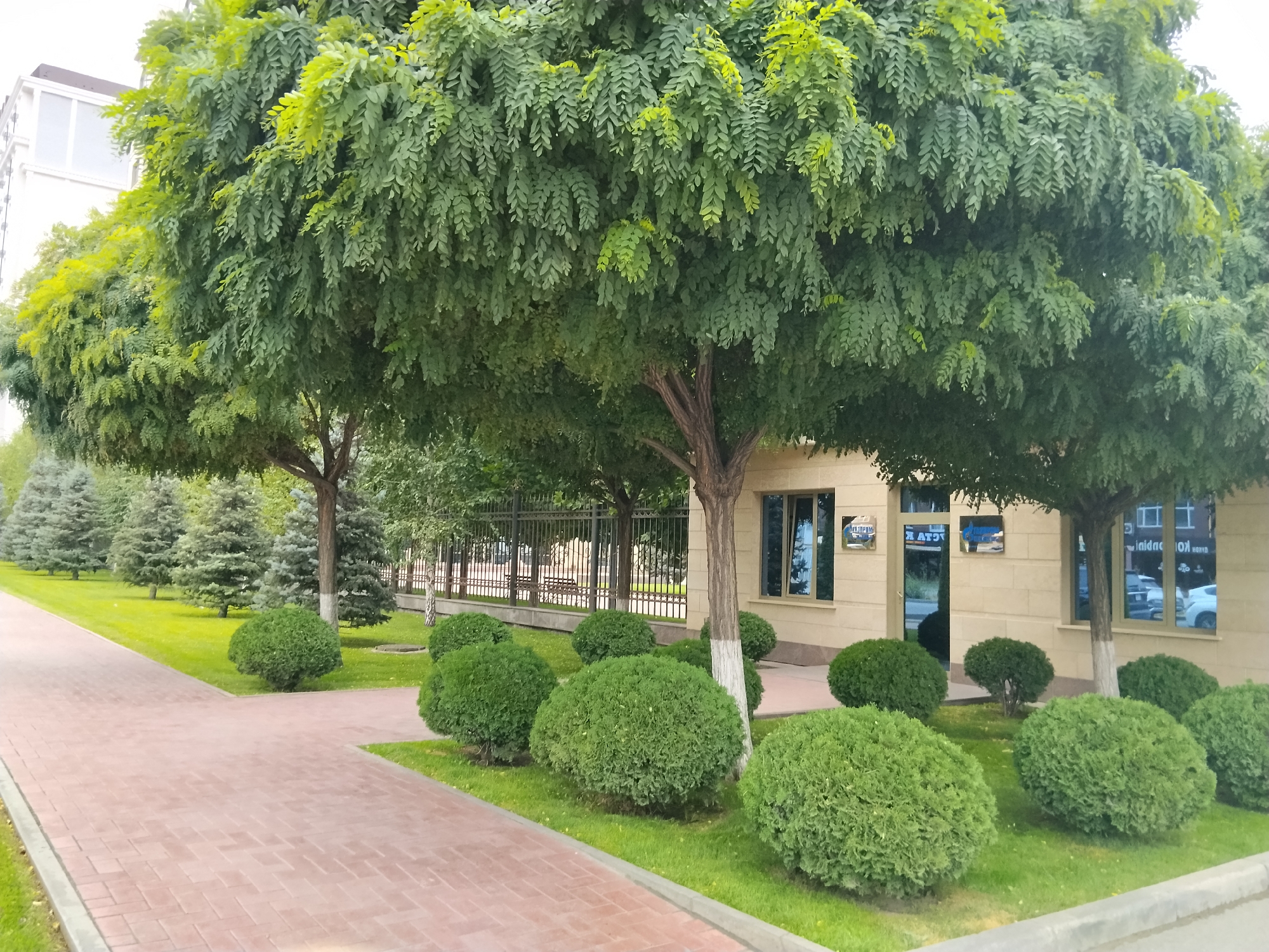 The image shows a tree-lined walkway in Bishkek City, Kyrgyzstan. The walkway is paved with red brick and is bordered by a grassy area with neatly trimmed bushes. Several large trees with dense green foliage line the walkway, casting shadows on the ground. In the background, a modern building with large windows is visible, reflecting the surrounding greenery and sky. A metal fence separates the building from the walkway. The overall scene depicts a well-maintained urban landscape with a focus on greenery and public space. There are no people visible in the image.