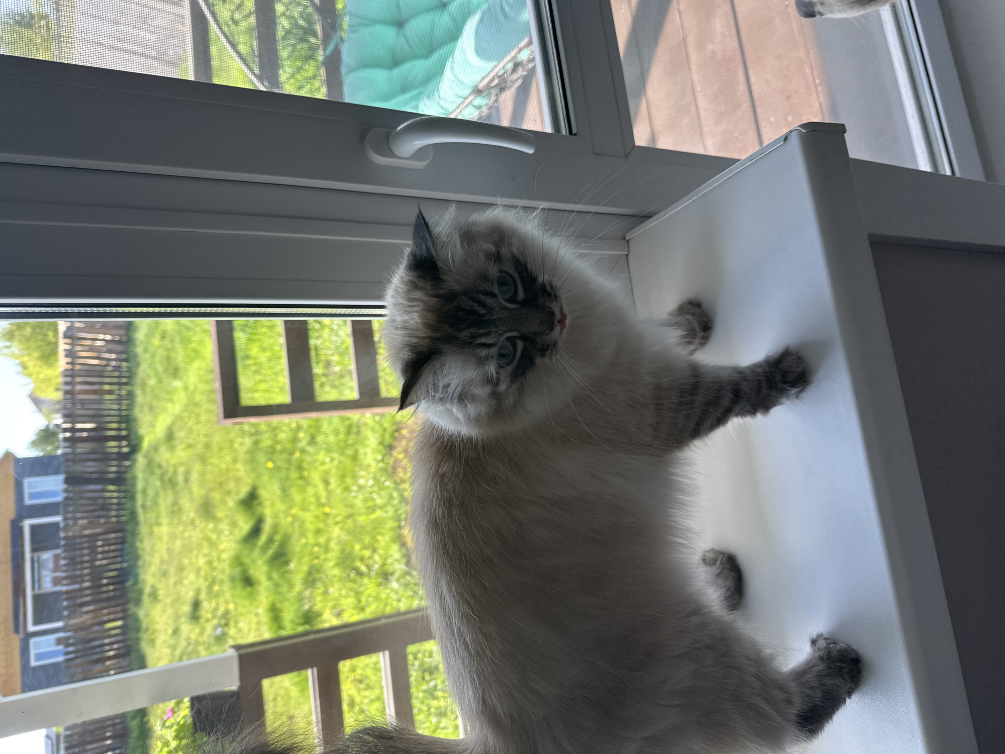 A fluffy, light-colored cat with prominent dark points on its face, ears, paws, and tail sits on a wide white window sill. The cat has striking blue eyes and looks directly at the camera with its head tilted in a curious or playful manner. Its fur appears soft and well-groomed.
The setting is indoors, with the cat positioned against a white plastic window frame. A white window handle is visible above the cat's head, and a fine mesh screen is partially seen through the window glass.
Outside the window, a vibrant green grassy area or lawn extends into the distance under bright daylight, indicating a sunny day. A dark wooden slatted fence runs across the mid-ground, and beyond it, parts of a two-story building with dark siding and white-framed windows are visible. The overall scene suggests a suburban or rural environment, consistent with the Kuda, Russia context. No visible text is present in the image.