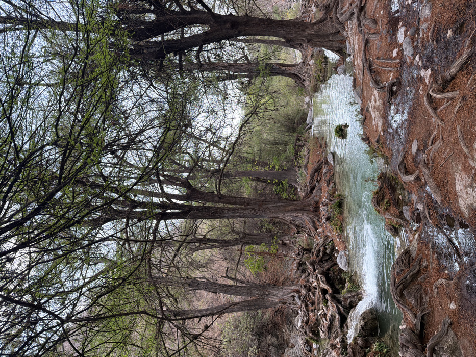 This image captures a natural riverine landscape within San Miguel Atlapulco, Mexico. A light blue-green stream flows from the left foreground towards the right and recedes into the midground. On the left, a small cascade produces visible white water spray over submerged rocks. Both banks of the stream are densely populated with mature trees characterized by dark, gnarled trunks and extensive, exposed root systems that sprawl across the reddish-brown earth. The ground cover consists of fallen leaves or needles and scattered grey rocks, some appearing wet. Overhead, the tree canopies display numerous bare branches intermingled with sparse green foliage, largely obscuring the overcast sky. No individuals, animals, or man-made structures are present within the frame. The background exhibits additional dense vegetation and a rising, partially vegetated hillside on the far left.