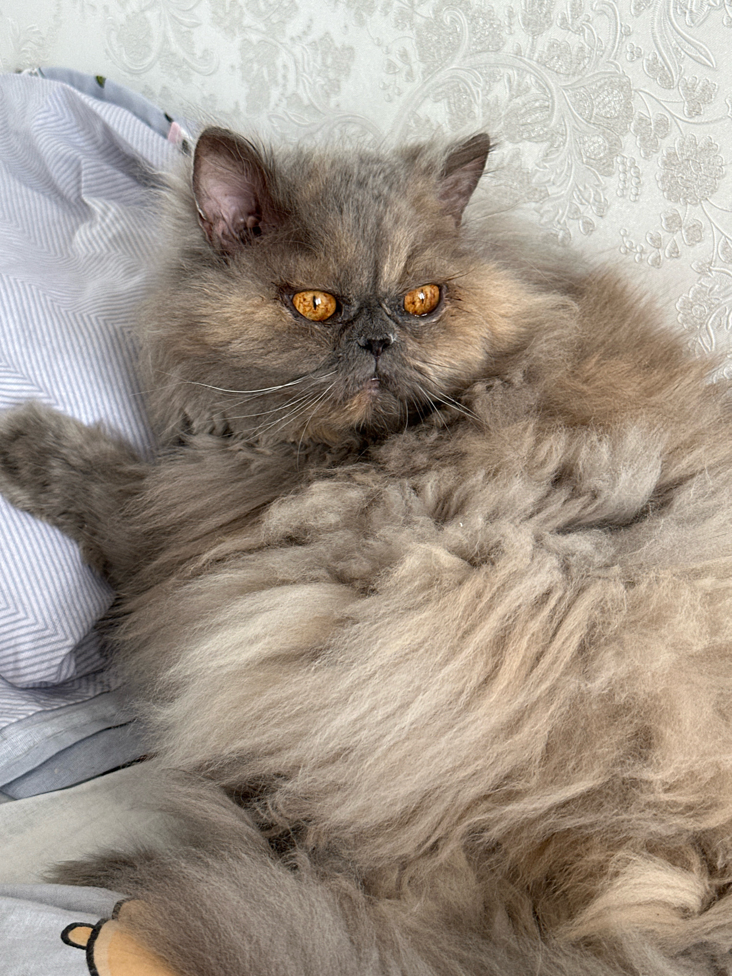 A fluffy gray Persian cat with striking orange eyes lies on a bed. The cat's fur is thick and appears to be a mix of gray and light brown. The cat is positioned on its side, with its left paw extended and resting on a blue and white striped pillow. The background consists of a white textured wallpaper with a floral pattern. The overall environment suggests an indoor setting, possibly a bedroom. There is no information in the image that would indicate the location within the city of Chaikovsky, Russia.