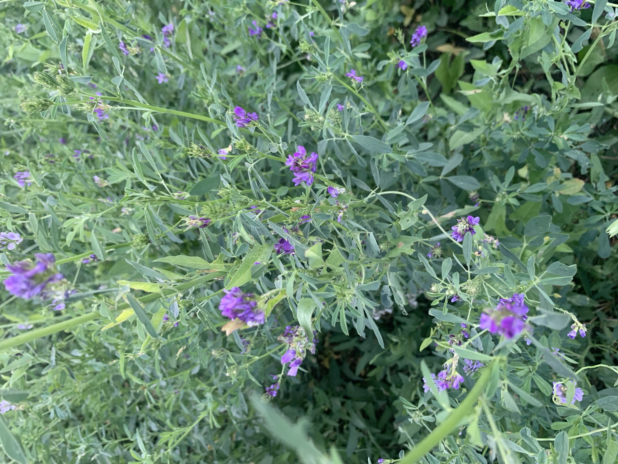 The image is a close-up, eye-level shot of a dense field of green alfalfa plants dotted with small purple flowers. The plants are the primary subject, filling the frame from top to bottom and left to right. The focus is on the foliage and flowers, with some areas slightly blurred due to the shallow depth of field. The environment appears to be an outdoor agricultural setting, likely in Komsomolskoe, Kyrgyzstan, given the context provided. There are no people or animals visible in the image. The overall impression is one of lush, natural growth.