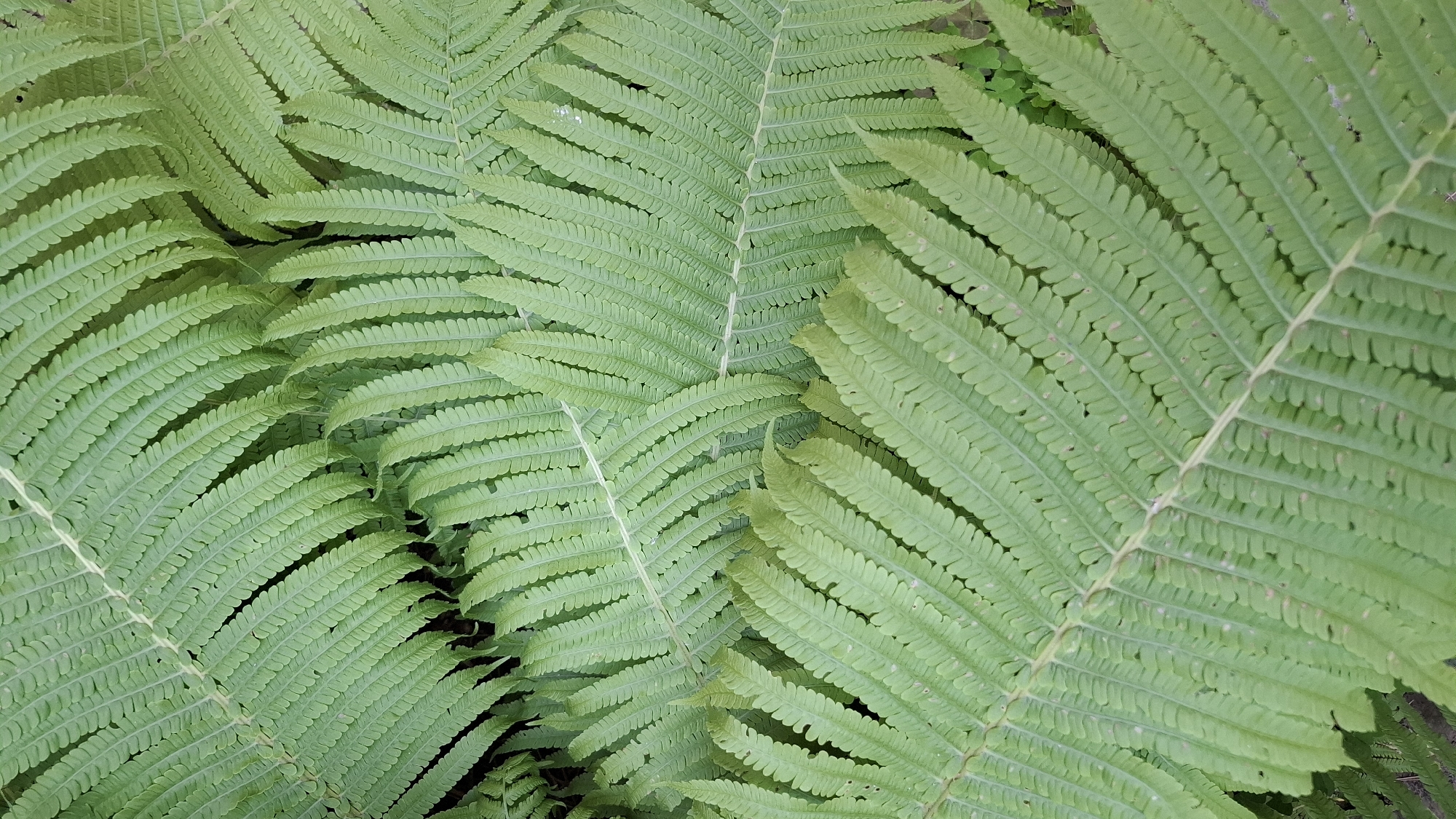 A close-up, overhead view showcases a dense cluster of vibrant green fern fronds. The fronds are intricately detailed, with delicate, serrated leaflets arranged along a central stem. Some fronds overlap, creating layers of texture and shadow. The overall impression is one of natural abundance and lushness. The image does not provide any information about its location in the city of Rassvet, Russia, nor does it contain any people, actions, or interactions.