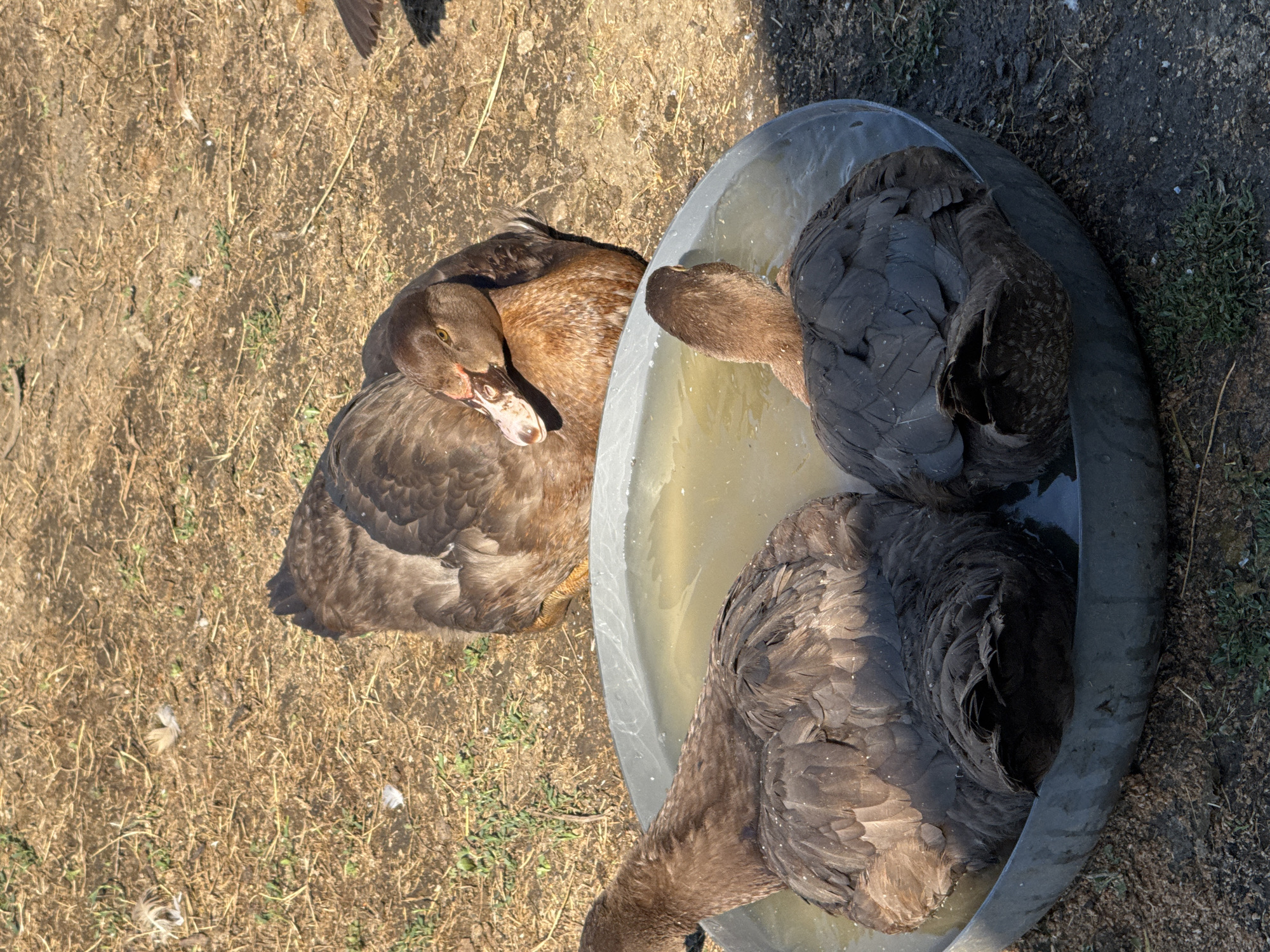 In Shcherbanka, Ukraine, three ducks are visible. Two ducks are partially submerged in a shallow, circular metal basin filled with murky water. One duck is facing left, its head and neck emerging from the water, while the other is facing right, its head obscured by its body and the water. A third duck, a Muscovy duck, is situated behind the basin on dry, dusty ground covered with straw and sparse vegetation. This duck is facing left, with its head turned towards the basin, its beak partially open. Sunlight casts a shadow over the right side of the scene.