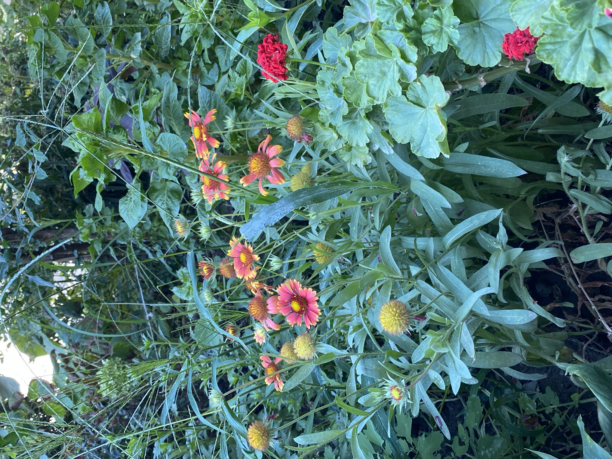 The image depicts a close-up view of a vibrant garden with a variety of flowers and greenery. The foreground features several Gaillardia flowers, characterized by their striking red and yellow petals. To the right, a cluster of red Geranium flowers adds a splash of intense color. The background is filled with lush green foliage, including tall grasses and the large, textured leaves of the Geranium plants. The scene appears to be an outdoor garden setting, likely in a residential area or park, with dappled sunlight filtering through the leaves. There are no people visible in the image. The location of Тайгараев, Kyrgyzstan, is not evident from the visual information provided in the image.