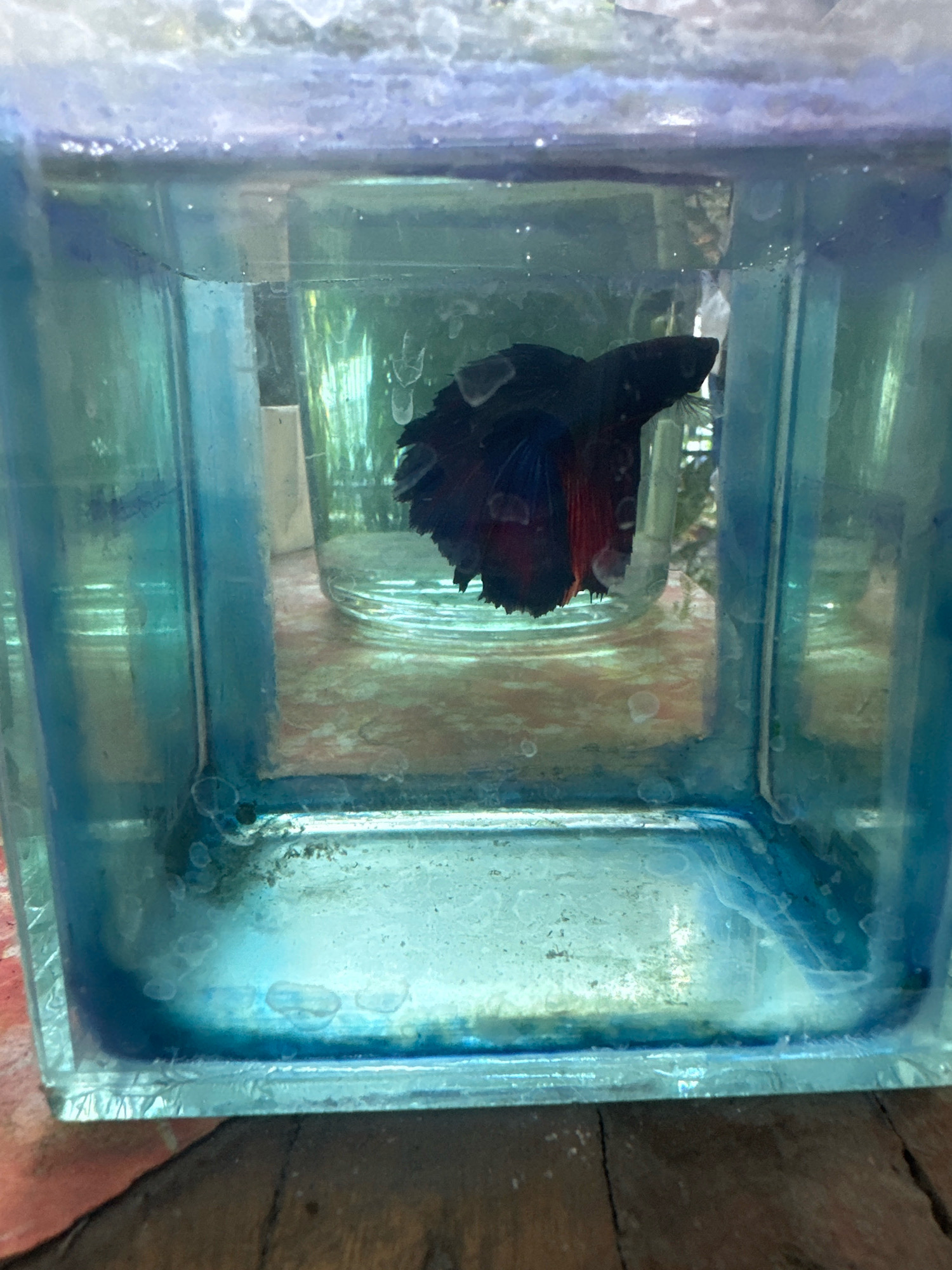 A betta fish swims in a rectangular glass aquarium filled with bluish-tinted water. The aquarium has a blue-tinted rim and is situated on a wooden surface. The fish, predominantly black with red and blue accents on its fins, is positioned in the center of the aquarium, facing towards the right. The water appears somewhat murky, with visible residue and algae growth on the inner surfaces of the aquarium. In the background, another clear glass container is visible. The overall environment suggests a domestic setting, possibly a household in Mojokerto, Indonesia.
