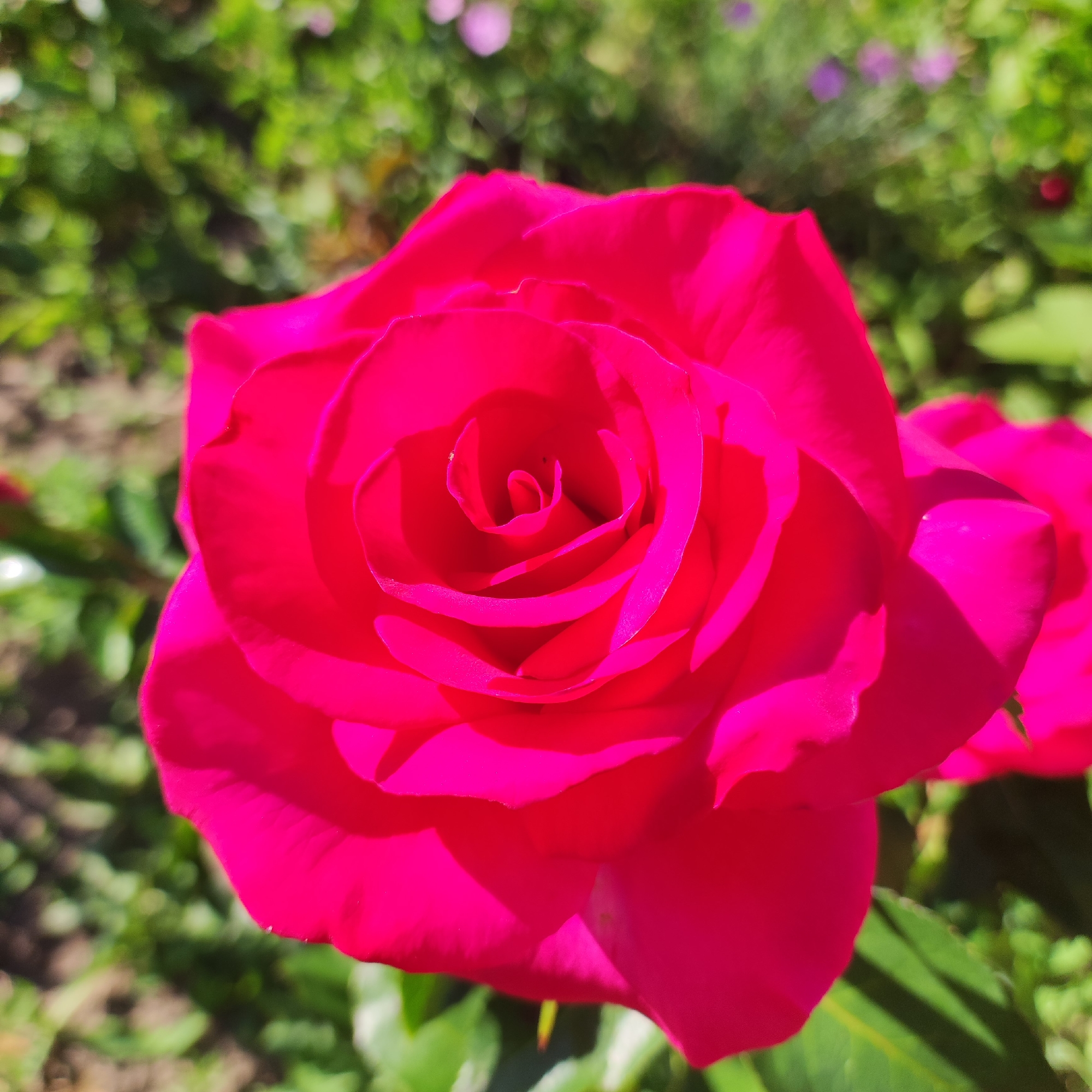 This media file is a close-up, high-angle shot of a vibrant, fuchsia-colored rose in full bloom. The rose is the primary subject, filling most of the frame. Its petals are tightly furled towards the center, creating a spiral effect, and the outer petals are unfurling outwards. The lighting suggests it is daytime, with sunlight casting subtle shadows on the petals, highlighting their texture and form. The background is softly blurred, indicating a shallow depth of field, and consists of green foliage, suggesting the rose is in a garden setting. There are hints of other flowers, some appearing purple, also out of focus in the background. The overall mood is one of natural beauty and tranquility. No people, text, or specific events are visible. The location context provided is Navoloki, Russia.