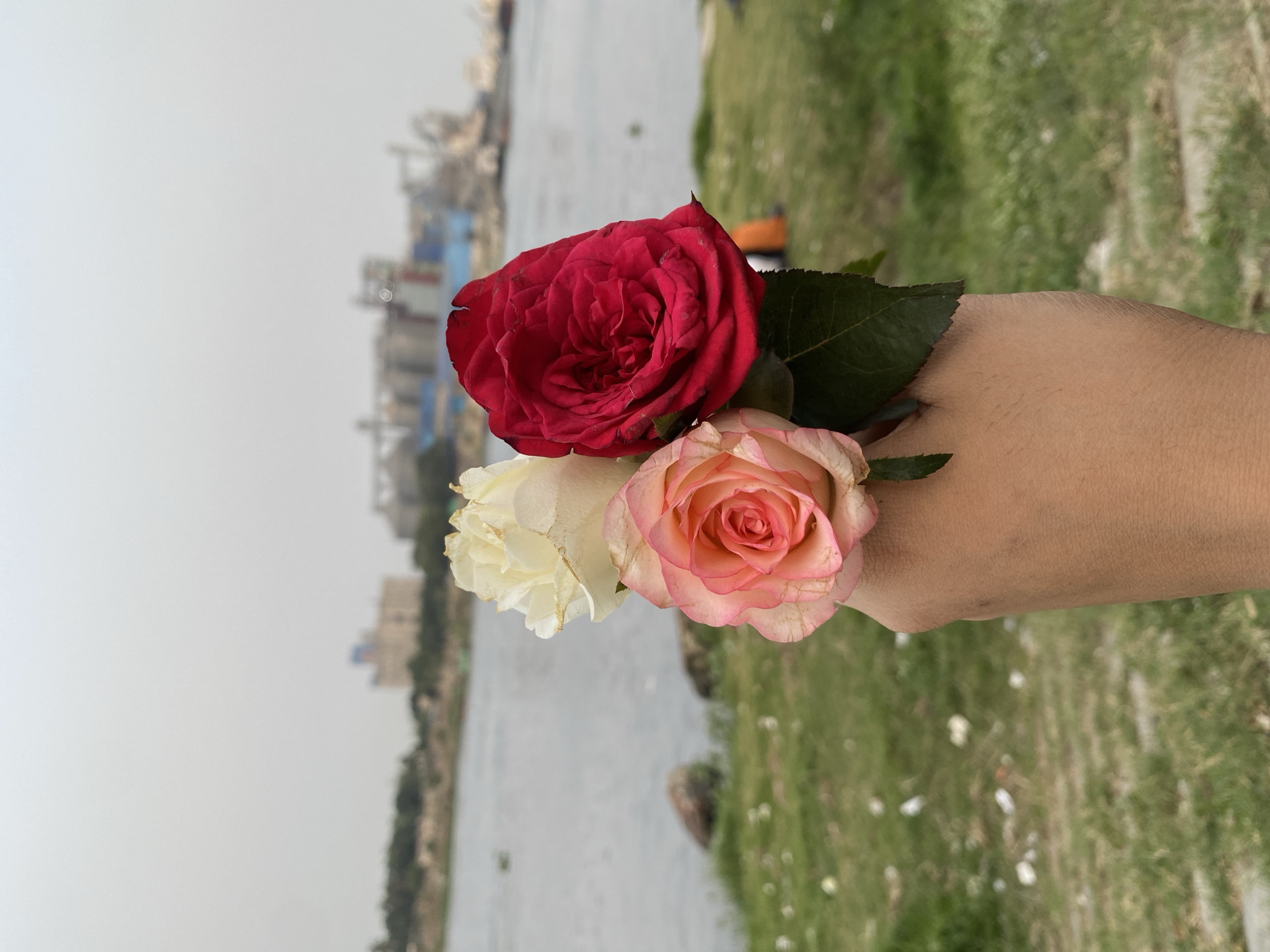A hand is holding three roses, red, pink, and white, in front of a river and cityscape. In the background are buildings and infrastructure, with a river in the foreground. The photo appears to be taken outdoors, with a grassy area visible on one side of the river. The location is near Dhaka, Bangladesh, where the Buriganga River flows.