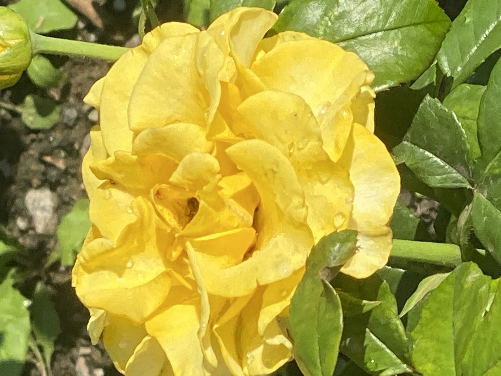 A close-up, vertical shot captures a bright yellow rose in full bloom, its petals slightly damp with water droplets. The rose is surrounded by vibrant green leaves. To the right of the rose, a green rosebud is visible, partially unfurling. The background is a blur of dark soil and hints of greenery, suggesting an outdoor garden setting. The lighting appears natural, casting soft shadows and highlighting the texture of the petals and leaves. This image was taken in the city of Novokuznetsk, Russia.
