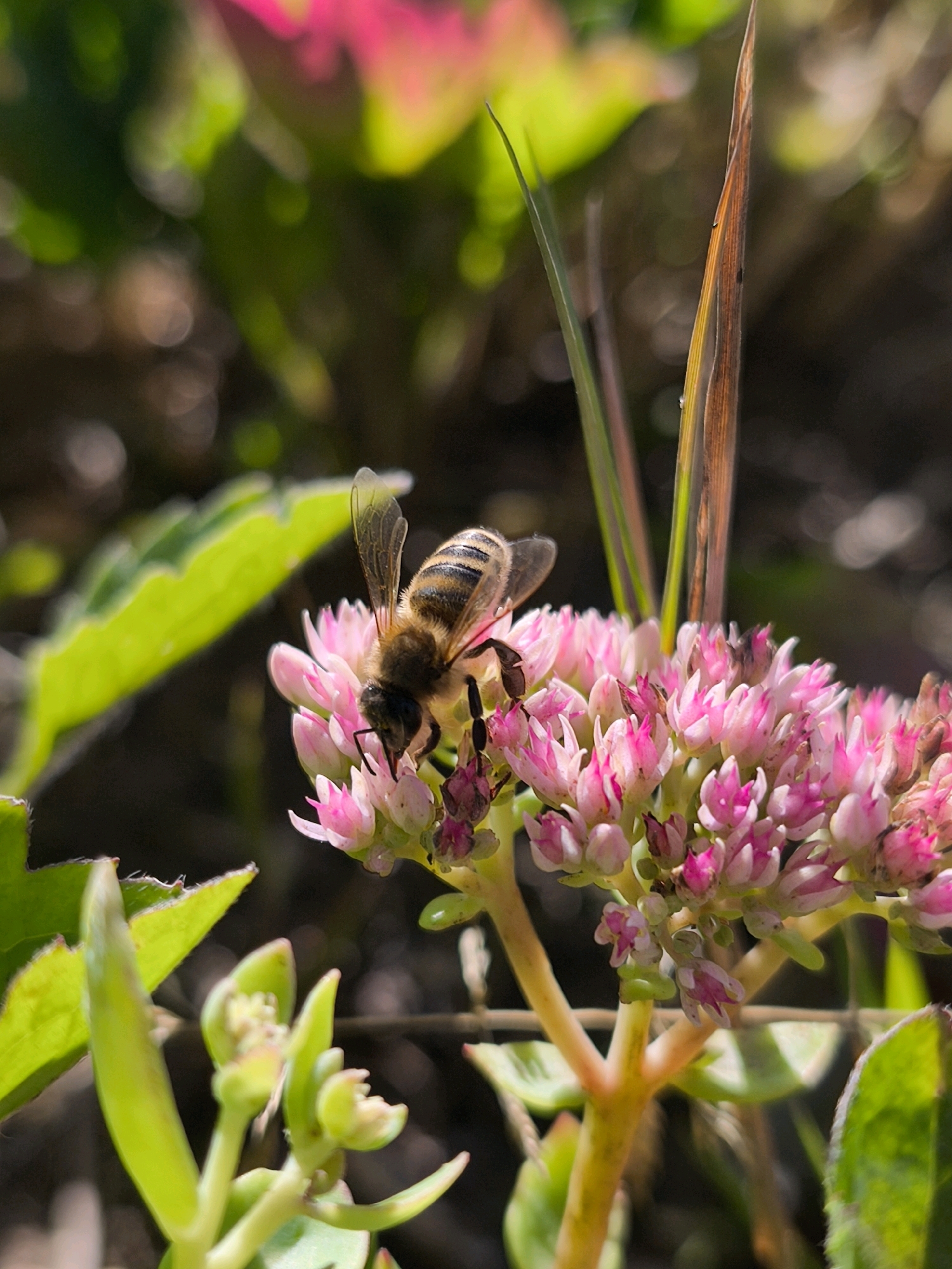 A macro photograph captures a honey bee with striped abdomen and translucent wings perched on a cluster of small, pink-tipped flowers. The bee is facing left, with its head lowered towards the blossoms, suggesting it is collecting nectar. The flowers are part of a succulent plant, characterized by their fleshy petals and tightly packed arrangement. In the background, out-of-focus greenery and soft bokeh lights create a shallow depth of field, drawing attention to the subject. The scene is illuminated by natural sunlight, casting subtle shadows and highlighting the textures of the bee's body and the delicate petals. The image does not contain any information that can be used to determine its location in Mahilyow, Belarus.