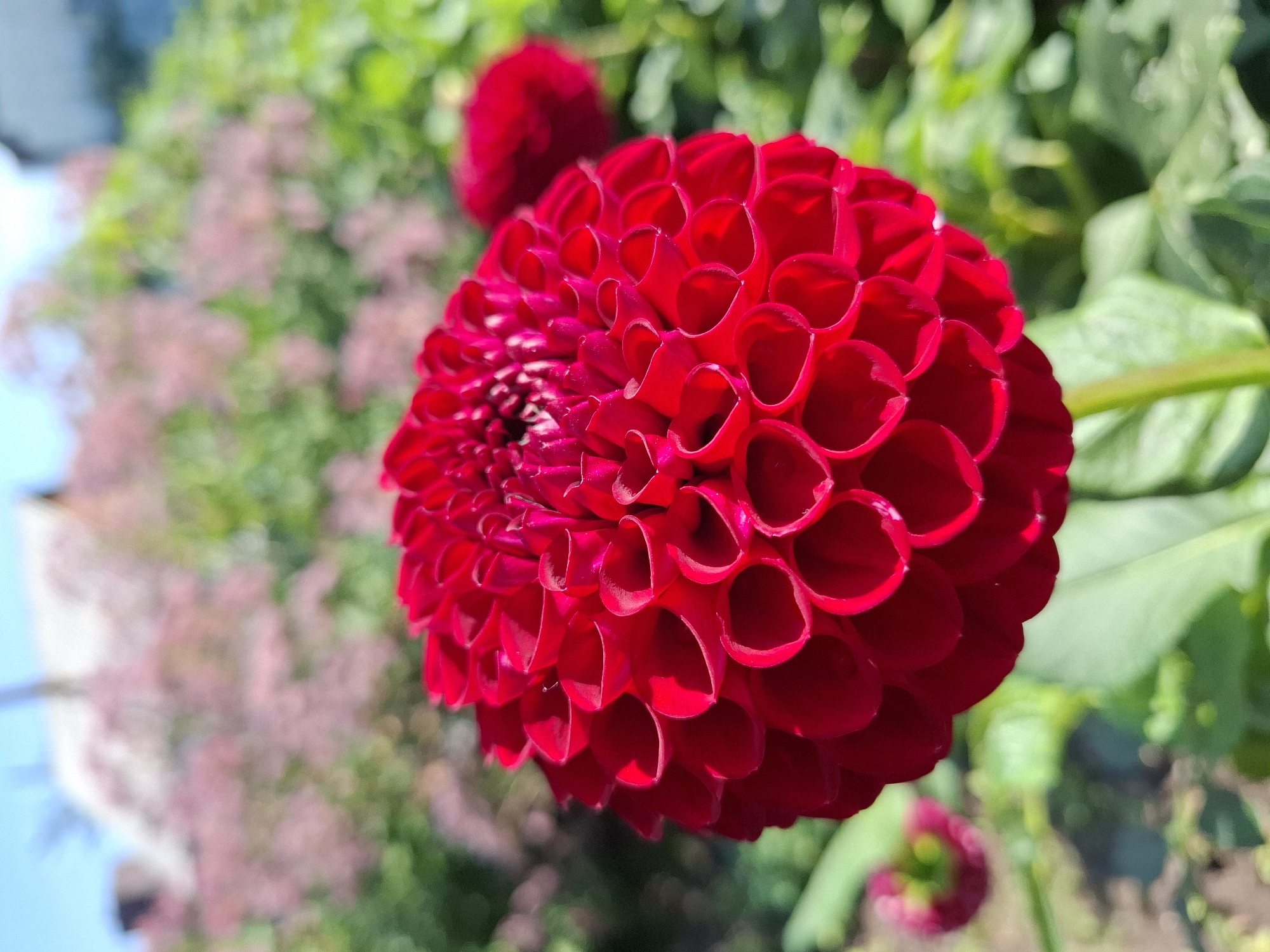 A bright red dahlia flower is in sharp focus in the foreground, its tightly packed petals forming a spherical shape. The flower is positioned slightly to the left of the frame, with its stem visible at the bottom. In the background, the scene is blurred, showing green foliage and hints of pink flowers. A building with a white roof and a hint of a fence is visible in the upper background, suggesting a residential or garden setting. The lighting indicates it is a sunny day, casting subtle shadows on the flower's petals. There are no people or animals present in the image. This scene is a close-up of a dahlia in a garden, likely in Tyumen, Russia, given the request.