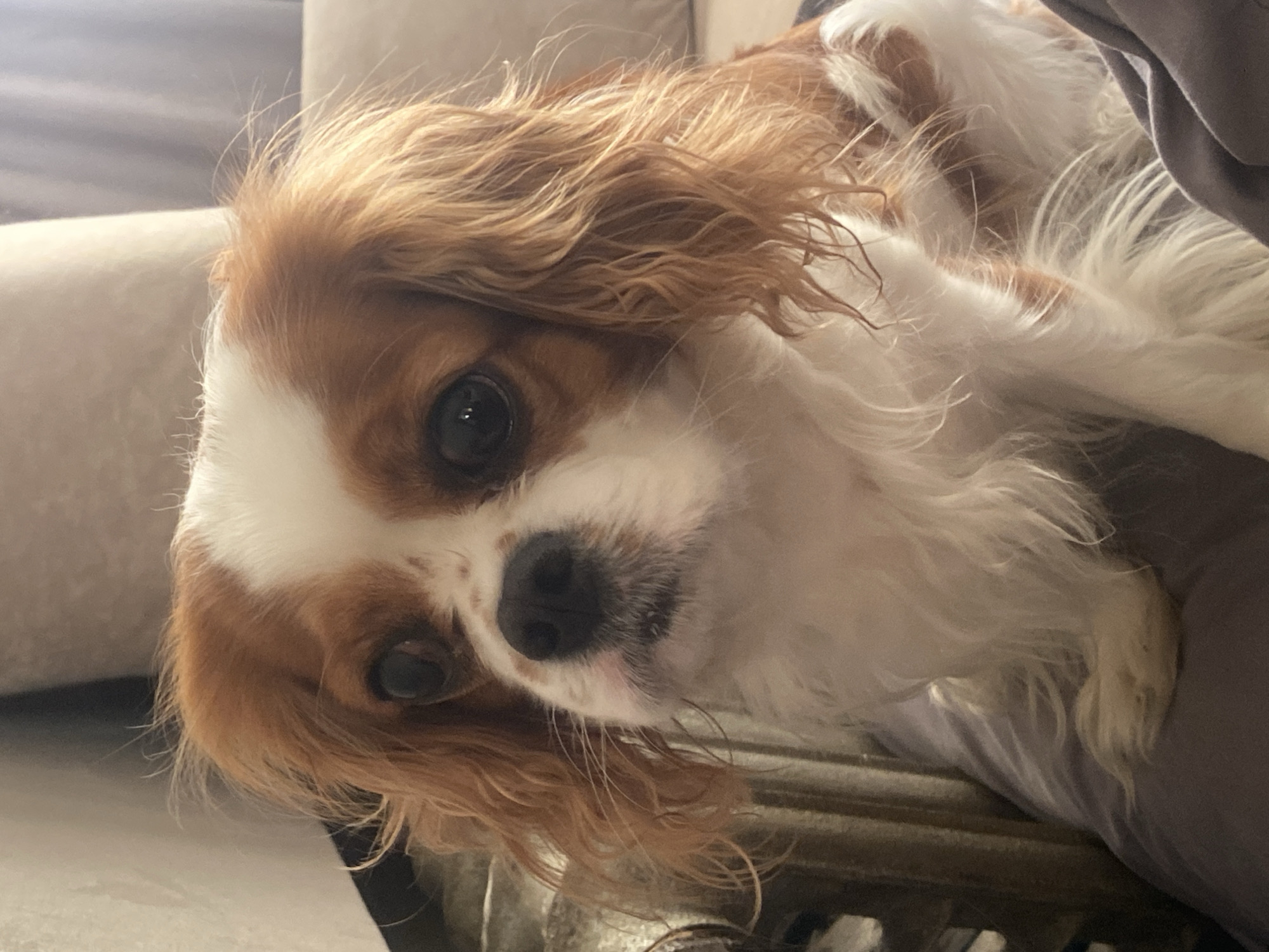 A close-up, eye-level, outdoor, horizontal shot captures a King Charles Spaniel dog with brown and white fur. The dog is facing left and slightly forward, with its head tilted. Its large, dark eyes are looking forward, and its nose is black and moist. The dog's ears are long and floppy, with wavy brown fur. Its body is mostly white with brown patches. The dog is sitting on a soft, gray surface, possibly a blanket or cushion. In the background, a textured, brown object, possibly a curtain or furniture, is visible on the left. The lighting is soft and natural, creating a warm and inviting atmosphere. The image appears to be taken indoors, possibly in a living room or den. The city and country are unknown.