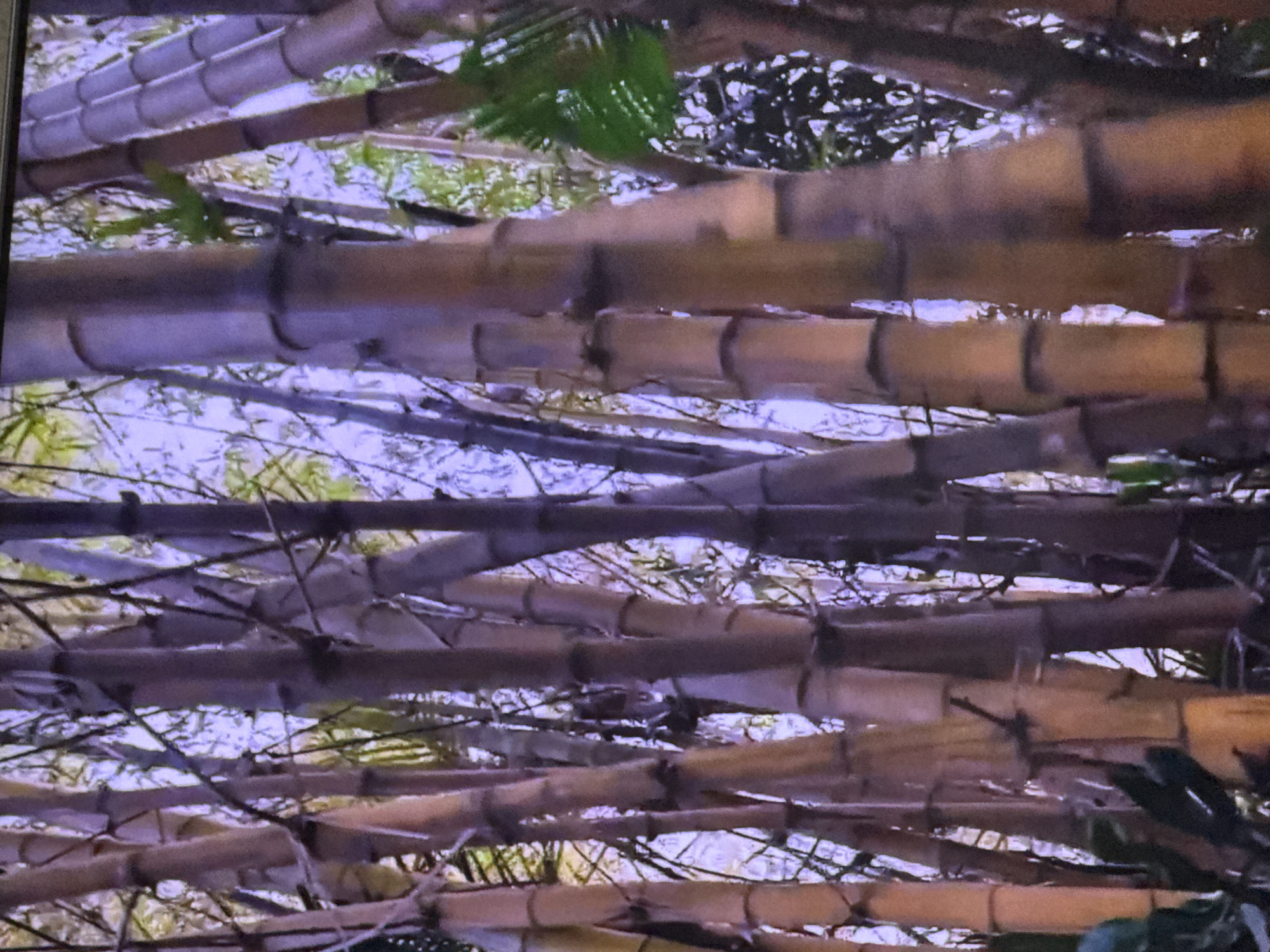 The image shows a dense cluster of tall, segmented bamboo stalks, with varying shades of brown, purple, and grey. The stalks are thick and appear to be growing closely together, creating a wall-like effect. Thin, dry branches and leaves are interspersed among the bamboo. The background is a hazy, light purple, suggesting a bright sky or diffuse light filtering through. There are no people, animals, or specific identifiable landmarks present. This image is not from Moscow, Russia, as there are no visual cues to suggest that location.