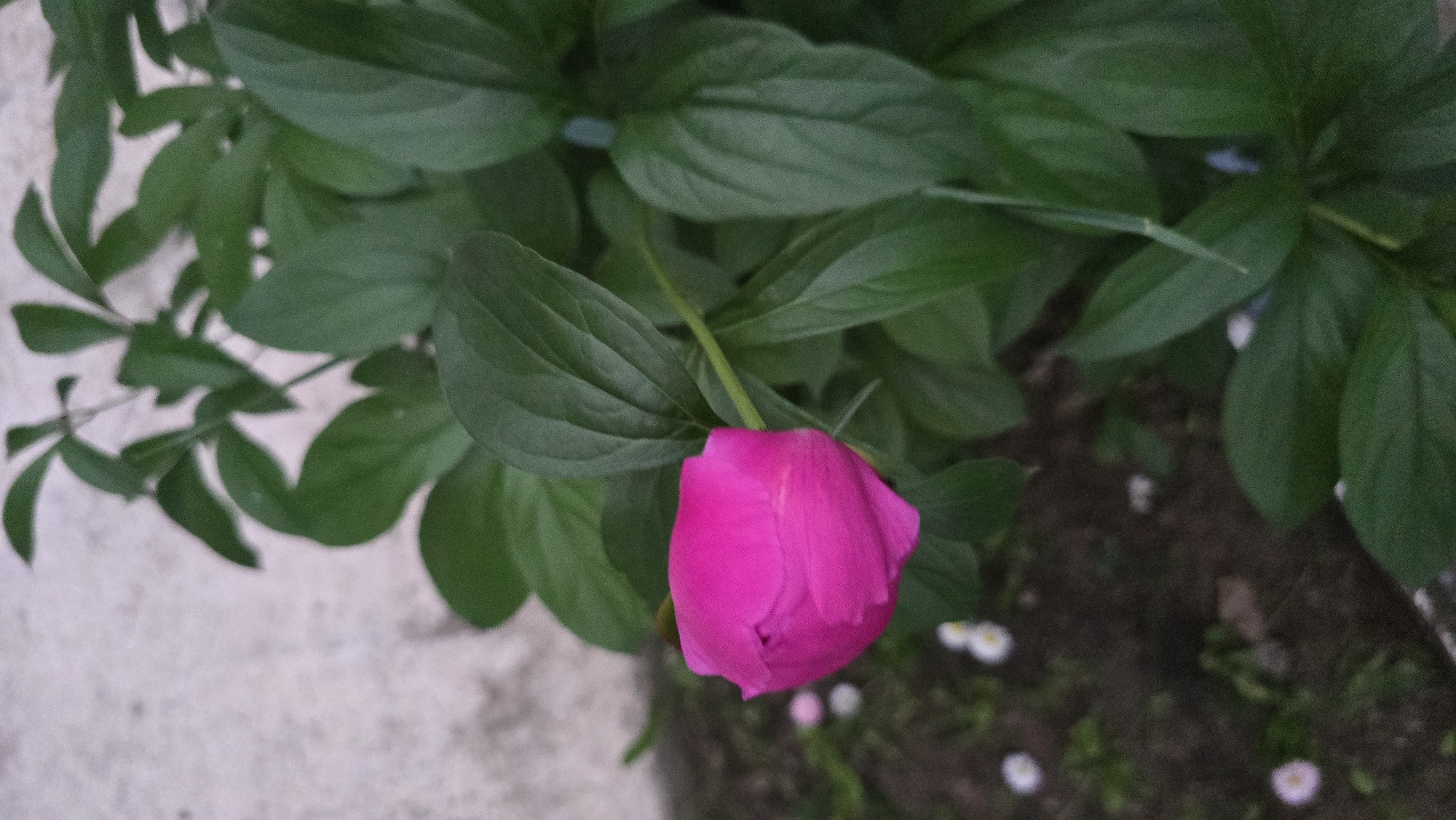 A single, closed pink peony bud is the central focus of this vertical, close-up photograph. The bud is positioned on the left side of the frame, angled slightly upwards. It is surrounded by lush, dark green leaves of the peony plant, which fill most of the image. The leaves are broad and ovate with visible veining. The background on the left is a mottled, light-colored wall, possibly concrete, with some texture. On the lower left, out of focus, are small white and pink wildflowers scattered on dark soil. The lighting suggests an overcast day or late evening. The scene appears to be in a garden or outdoor space.