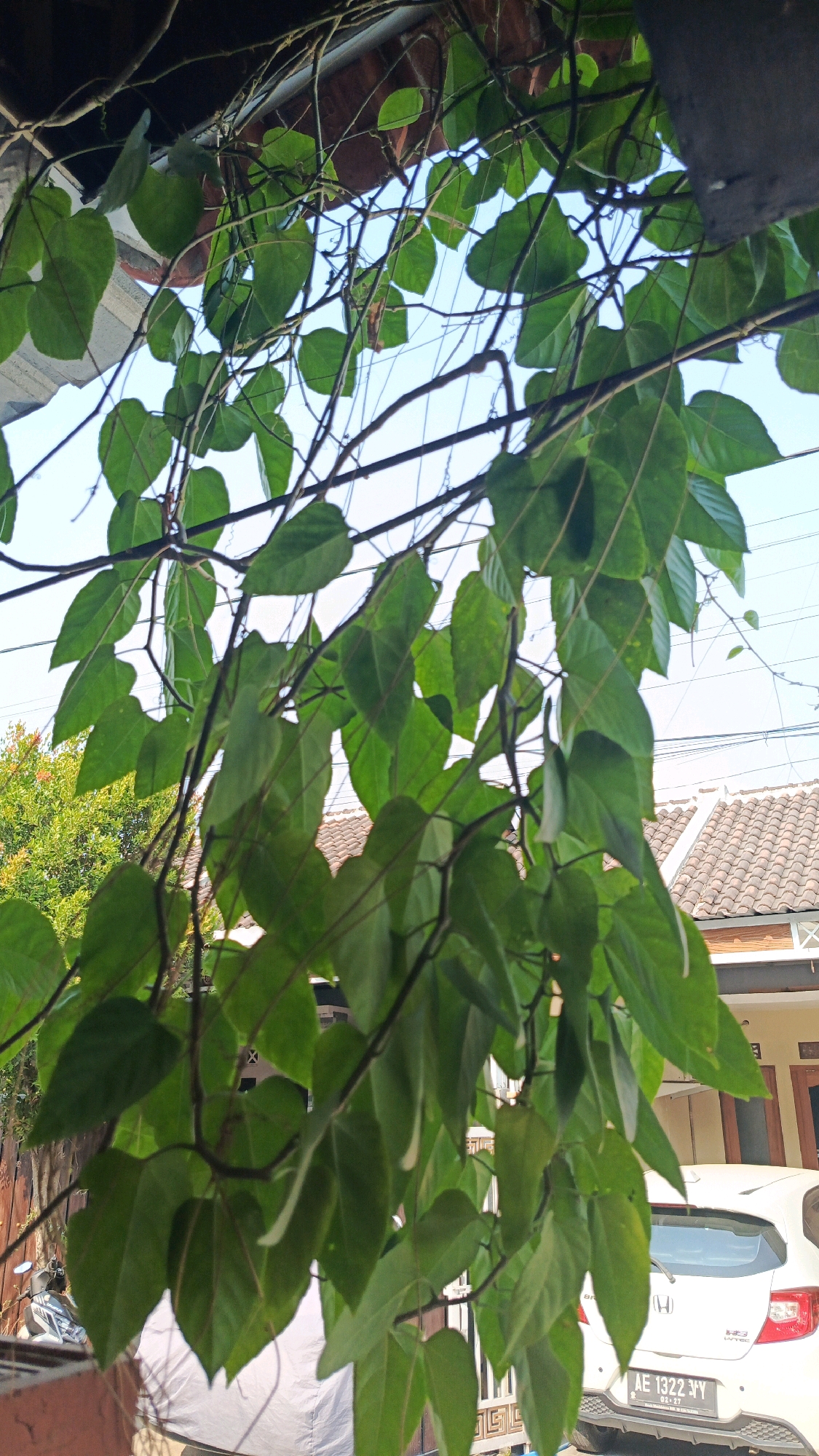 The image depicts a close-up view of lush green heart-shaped leaves and thin vines hanging from an overhang, likely a roofline or awning, in the city of Babadan, Indonesia. The foliage is dense, obscuring much of the background. Glimpses of a tiled roof of a residential building are visible above and behind the vines. To the right, the rear of a white car, possibly a Honda Brio based on the badge, is parked. The car's license plate reads "AE 1322 JYY" and the inspection sticker indicates "02-27". Further in the background, a yellow-green tree can be seen. A motorcycle is partially visible on the left side of the image, near a brown wall. The sky is a clear, bright blue, suggesting it is daytime and likely sunny. The overall impression is a natural scene integrated with a suburban environment.