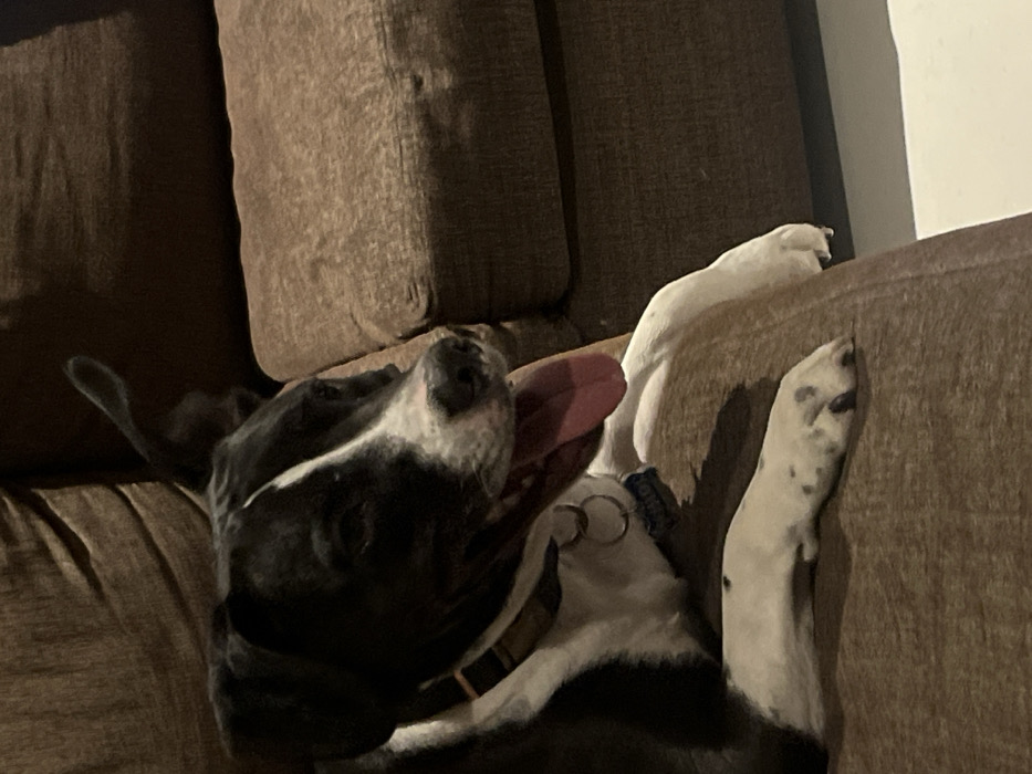 A black and white dog lies on its back on a brown sofa, tongue lolling out. The dog wears a collar. Its body twists along the sofa's edge. Paws rest on the back of the sofa. Cushions rise behind the dog. The room appears dimly lit.