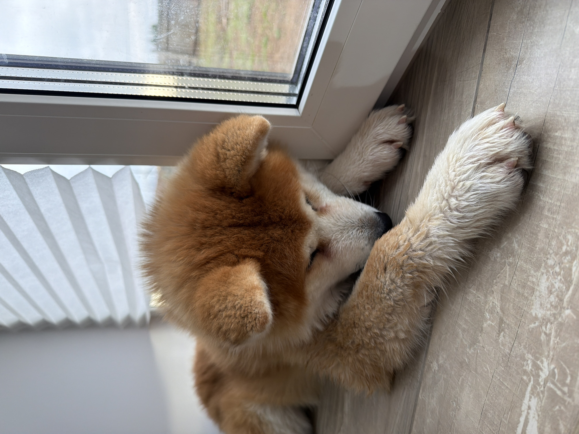 A light-brown and white Akita puppy is captured in a close-up, lying asleep on a light wooden floor indoors. The puppy is positioned with its body partially leaning against a white window frame, its front paws extended and resting on the floor. Its eyes are closed, suggesting it is in a peaceful sleep or rest.
The setting appears to be a room with a large window. A white, pleated window blind is visible on the left side of the image, pulled up to reveal the lower part of the window. Through the window, an outdoor scene is visible, appearing somewhat blurry due to smudges on the glass, but showing hints of greenery or trees under an overcast or hazy sky. The light indicates it is daytime. The floor beneath the puppy is made of light-colored wooden planks, possibly laminate or LVT. No text is visible in the image. The overall mood is one of quiet serenity, with the puppy enjoying a comfortable rest by the window. The location context provided is Chaikovsky, Russia.