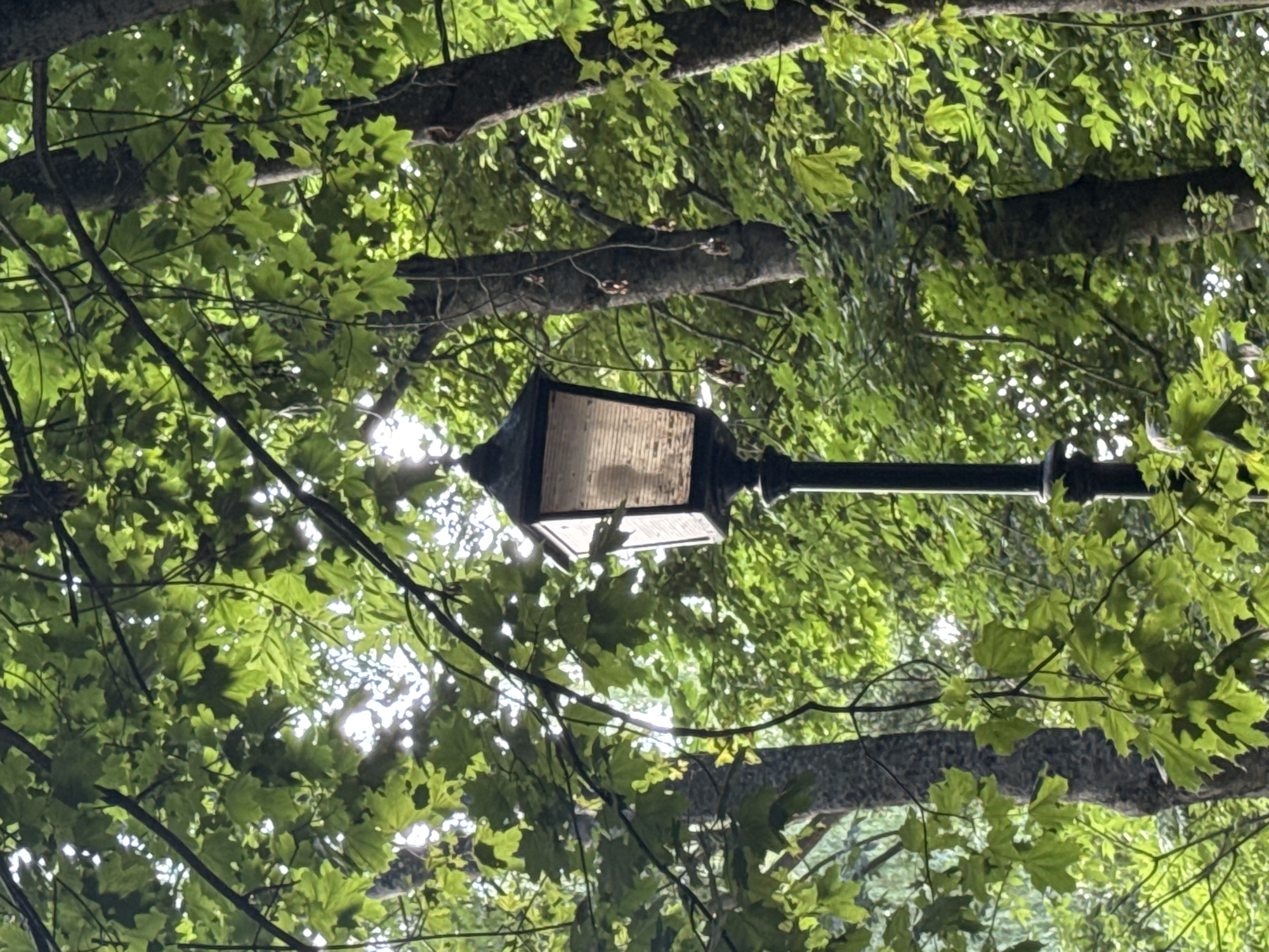 This is a vertical, medium-angle, outdoor, close-up shot of a single, dark, ornate lamp post amidst dense green foliage. The lamp post is in the center of the frame, with its top featuring a glass lantern that appears to be lit from within, casting a soft, diffused light. The foliage, composed of large, bright green leaves, dominates the scene, with some branches arching over the lamp. The background consists of more trees and dappled sunlight filtering through the leaves. The environment suggests a park or a garden. There are no people visible in the image. The lamp post and surrounding trees appear to be located in the park adjacent to Niasvizh Castle in Niasvizh, Belarus.