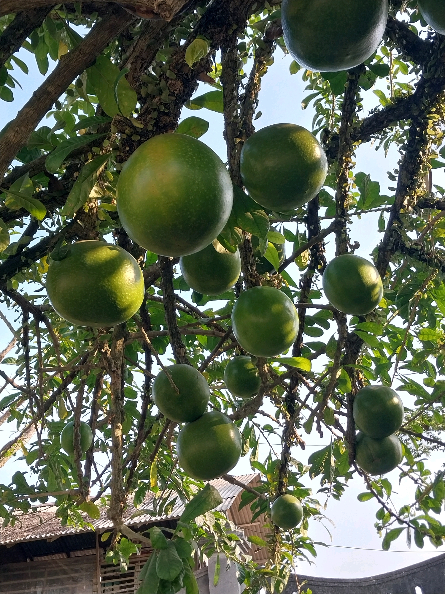 The image shows a tree with large, round, green fruits hanging from its branches. The tree is laden with these fruits, which are of various sizes, with some appearing larger and more mature than others. The leaves of the tree are also green and abundant, creating a dense canopy. The background shows a clear blue sky, suggesting it is daytime. In the lower part of the image, a tiled roof of a building is visible, along with some wooden structures and a gray concrete wall. The overall impression is one of a lush, fruitful tree in a semi-rural or residential setting, potentially in the city of Kedawung, Indonesia, given the presence of the building structures. There are no people or animals visible in the image.