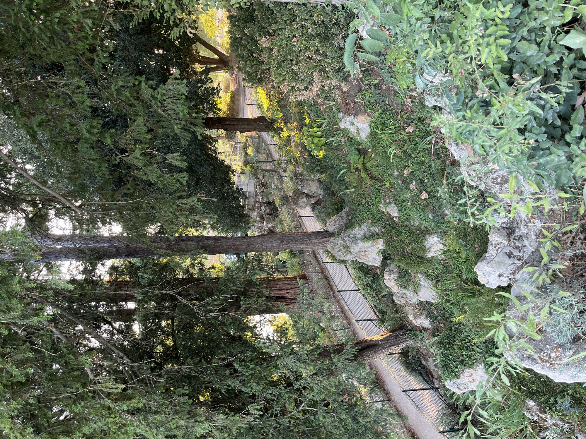The image depicts a shaded, verdant pathway lined with a wire mesh fence, winding through a rocky, overgrown landscape. Large trees with dark bark and dense green foliage dominate the foreground and midground, with dappled sunlight filtering through the leaves. The pathway is made of gravel or dirt and appears to be on a slope. Beyond the fence, there is more lush vegetation, including bushes and smaller plants, as well as some visible rocks. The scene suggests a natural or park-like setting, possibly on the outskirts of a built-up area. The lighting indicates it is likely late afternoon or early morning. No people or animals are visible in the image. The overall impression is one of a secluded and somewhat wild garden or natural area.
