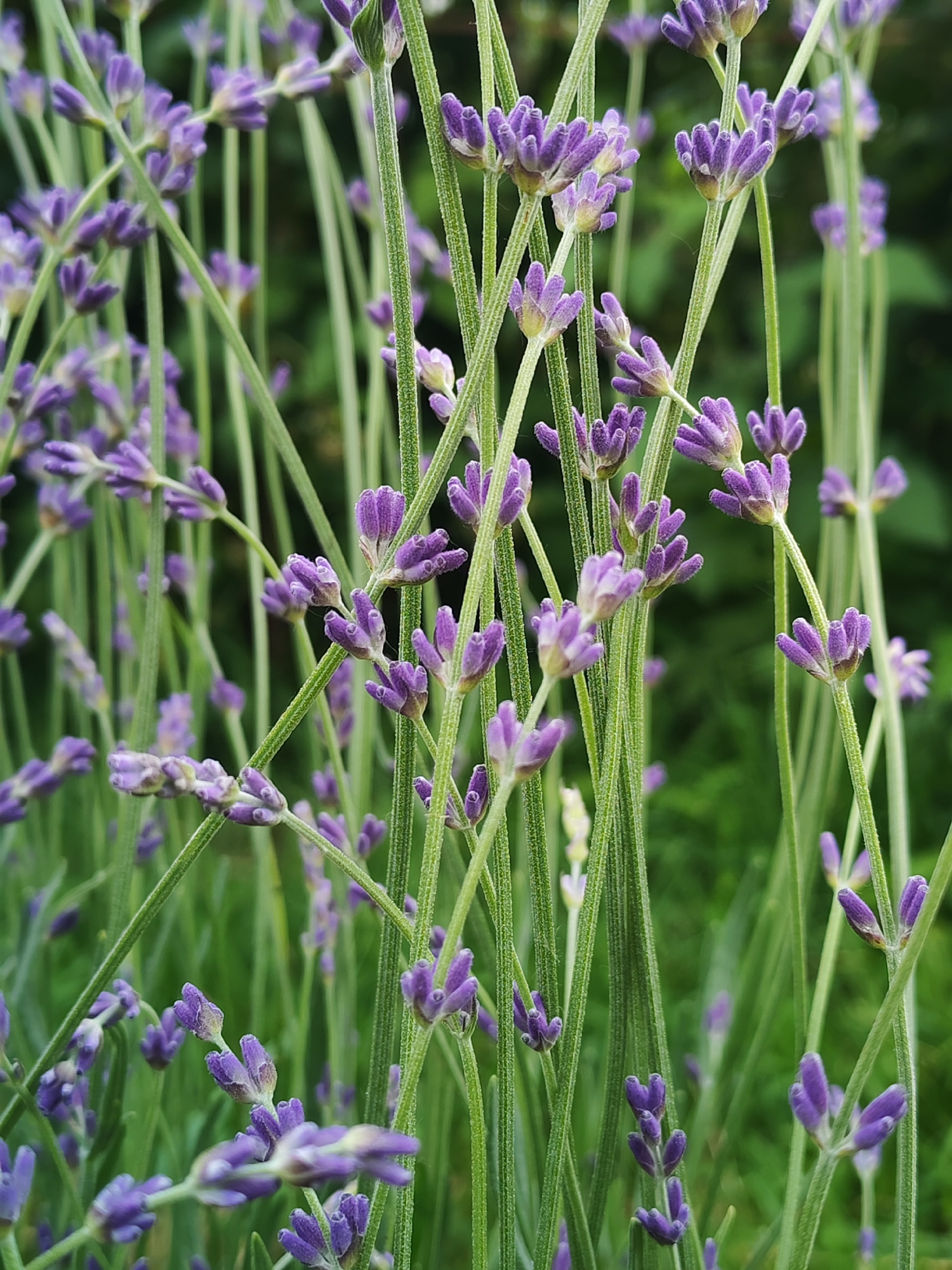 The image shows a close-up, vertical view of a dense patch of lavender plants. The lavender stalks are green and slender, with many small purple flowers clustered at the tips. Some of the flowers are in bud, appearing as tightly packed, fuzzy purple masses, while others are partially open, revealing delicate petals. The background is a soft blur of green foliage, suggesting a garden or natural setting. There are no people, animals, or man-made objects visible in the image. The focus is entirely on the texture and color of the lavender. The scene appears to be outdoors, with natural lighting. The image does not contain any information that would allow for the determination of its location in the city of Chaikovsky, Russia, or any other specific geographical location.