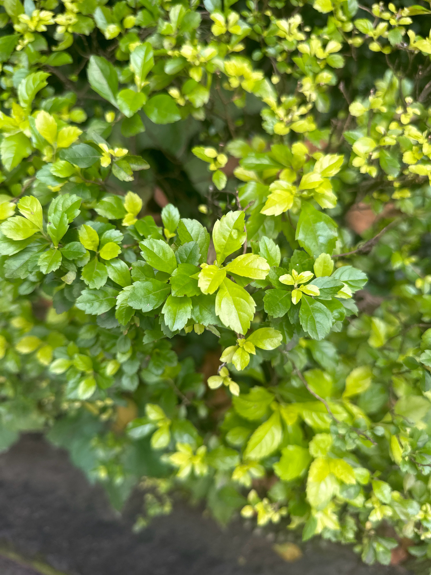 This is a close-up, eye-level photograph of lush, green foliage, likely a bush or hedge. The leaves are varied in their shade of green, with some appearing a bright, almost lime green, suggesting new growth, while others are a deeper, more mature green. The leaves are ovate in shape with serrated edges and are densely packed, creating a textured and vibrant green surface. The lighting suggests an overcast or shaded environment, as there are no harsh shadows and the colors are soft. The background is a blur of darker greens and browns, indicating depth and that the focus is sharply on the leaves in the foreground. In the bottom left of the frame, a dark, slightly blurred area could be a path or ground. There are no people or animals visible in the image. The scene is devoid of any specific landmarks that would pinpoint its exact location within Lalitpur, Nepal, other than it appears to be an outdoor, natural setting, possibly a garden or roadside vegetation.