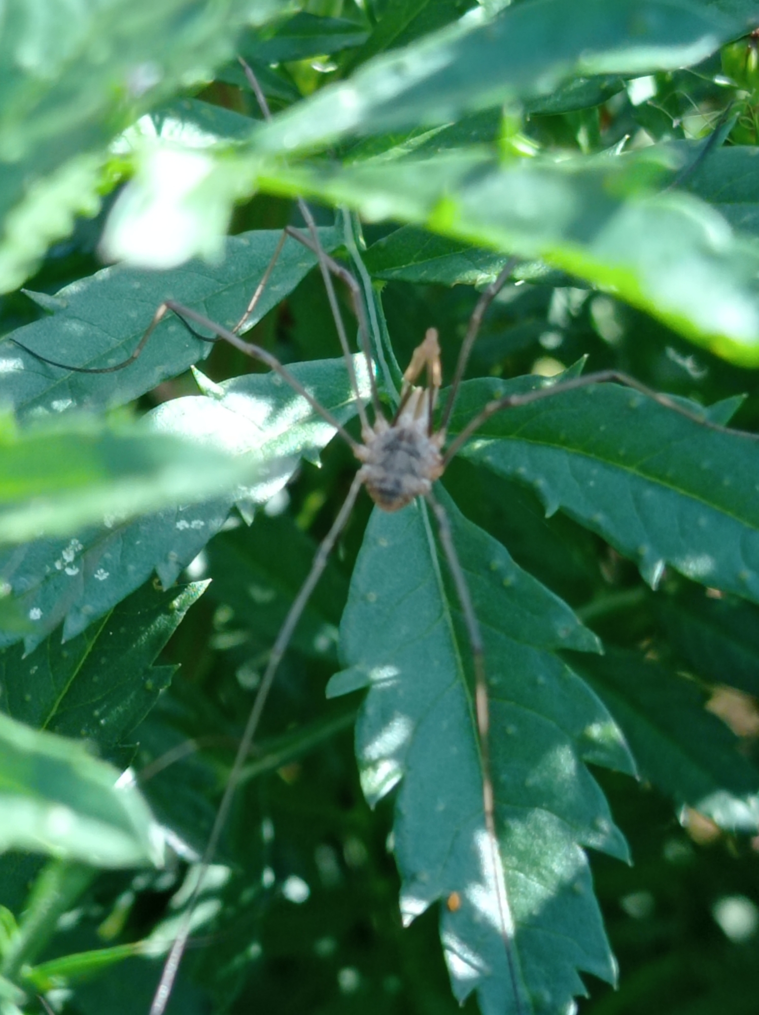 A close-up, slightly out-of-focus photograph captures a daddy longlegs spider with its legs spread, perched on a green leaf. The spider's body is segmented and light brown, while its legs are thin and dark. The background is a blur of green foliage, suggesting an outdoor setting amidst plants. The image does not contain any discernible information about a specific location within the city of Degtyarsk, Russia.