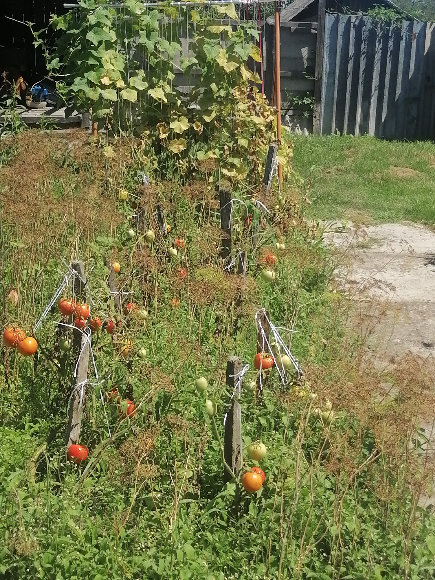 The image depicts an outdoor scene of a garden with tomato plants laden with ripe and unripe fruits, predominantly in hues of red and green. The plants are supported by wooden stakes tied with white twine. In the background, a corrugated metal fence stands alongside a building, with dense green foliage and dry, feathery plants also visible. A pathway, possibly concrete or gravel, runs through the garden area, leading towards the fence. The overall impression is one of a rural or suburban garden setting in the city of Novopokrovka, Russia, showcasing the growth and cultivation of vegetables. There are no people present in the image.