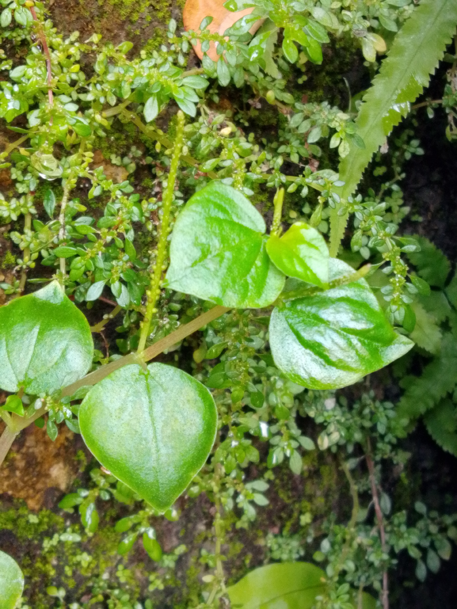 The image depicts a close-up view of vibrant green foliage, likely a ground cover or low-lying plant, interspersed with larger, glossy heart-shaped leaves. The background consists of a rough, textured surface, possibly a moss-covered wall or rock, suggesting an outdoor, humid environment. The lighting is soft, highlighting the wet sheen on the leaves, indicating recent rain or dew. There are no people or signs of human activity visible. The scene is natural and organic, with a focus on the textures and shades of green.
This scene could be located in any humid, green area of Bandar Lampung, Indonesia, such as a garden, a park, or even a shaded corner of a building's exterior where plants thrive.