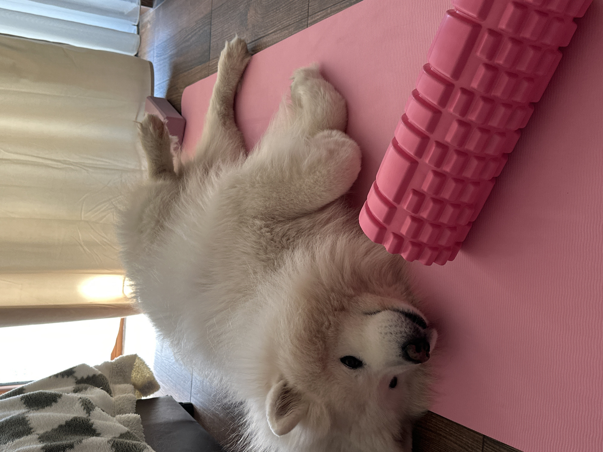 A white dog lies on a pink yoga mat beside a pink foam roller. The dog's head is near the roller, and its body is sprawled diagonally across the mat. Part of the window and a gray and white blanket are visible in the bottom left. The scene is indoors with sunlight.