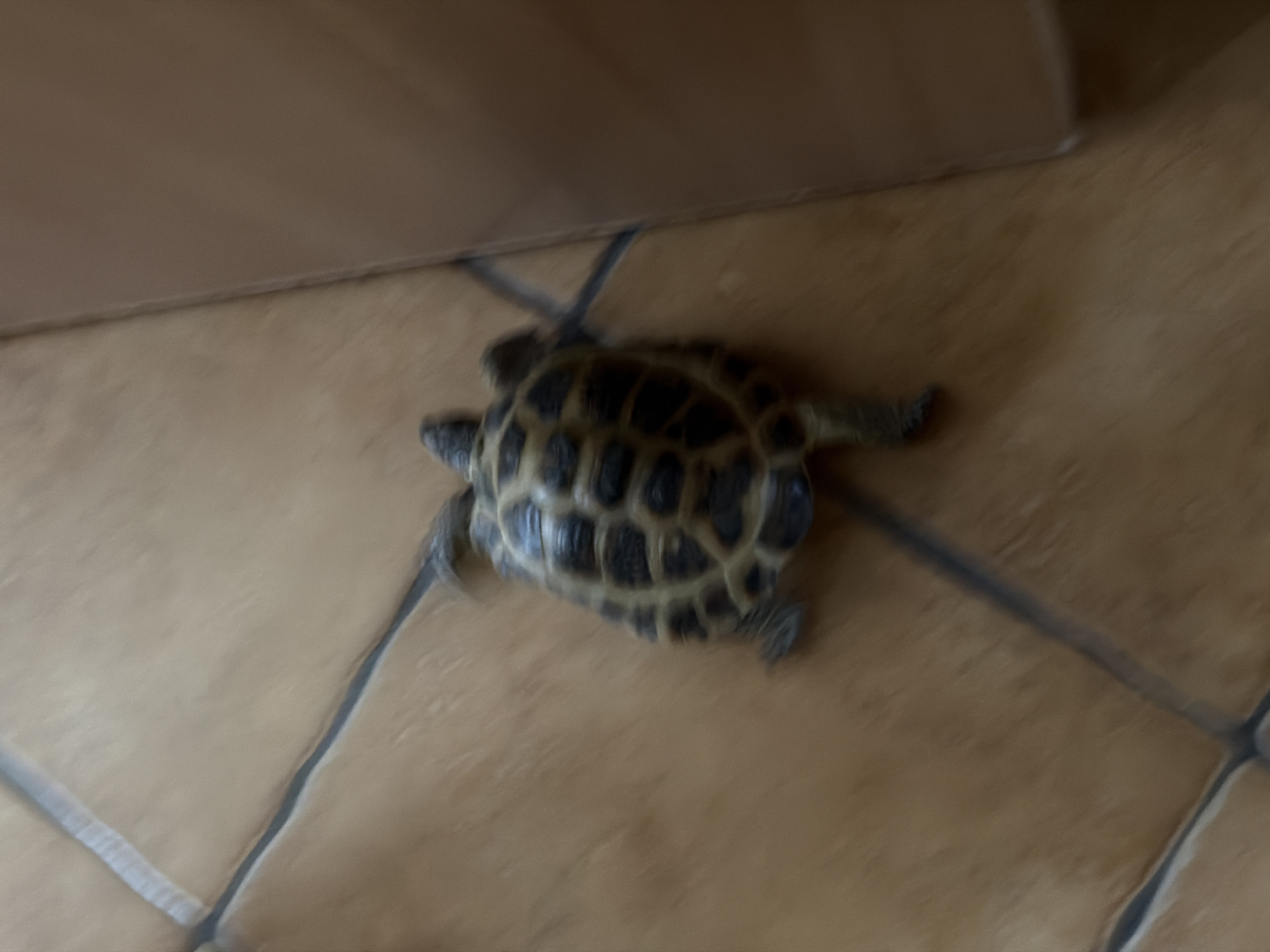 A blurry, slightly high-angle shot shows a small turtle on a light brown tile floor. The turtle is positioned near the intersection of four tiles, and the grout lines are visible. A portion of a beige-colored object, possibly furniture, is in the background. The overall image lacks sharpness. The location of the image is not possible to determine from the provided information.