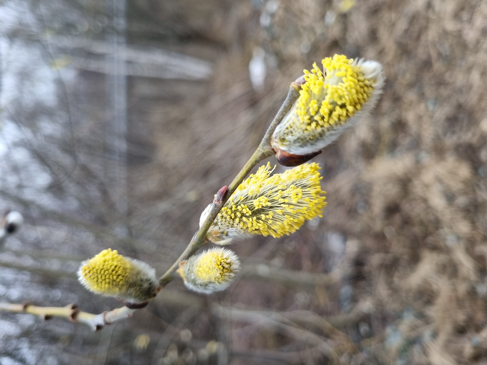 A close-up shot features a branch of a pussy willow. The branch has several catkins in various stages of development, some still closed with a gray, fuzzy exterior, while others are open, revealing the bright yellow stamens. The branch appears light brown and has small buds where the catkins emerge. The background is blurred, showing shades of brown and gray, potentially representing trees or foliage out of focus. No people are visible in the image. The location is specified as Kemul, Russia, but there is no information in the image to confirm or deny this.