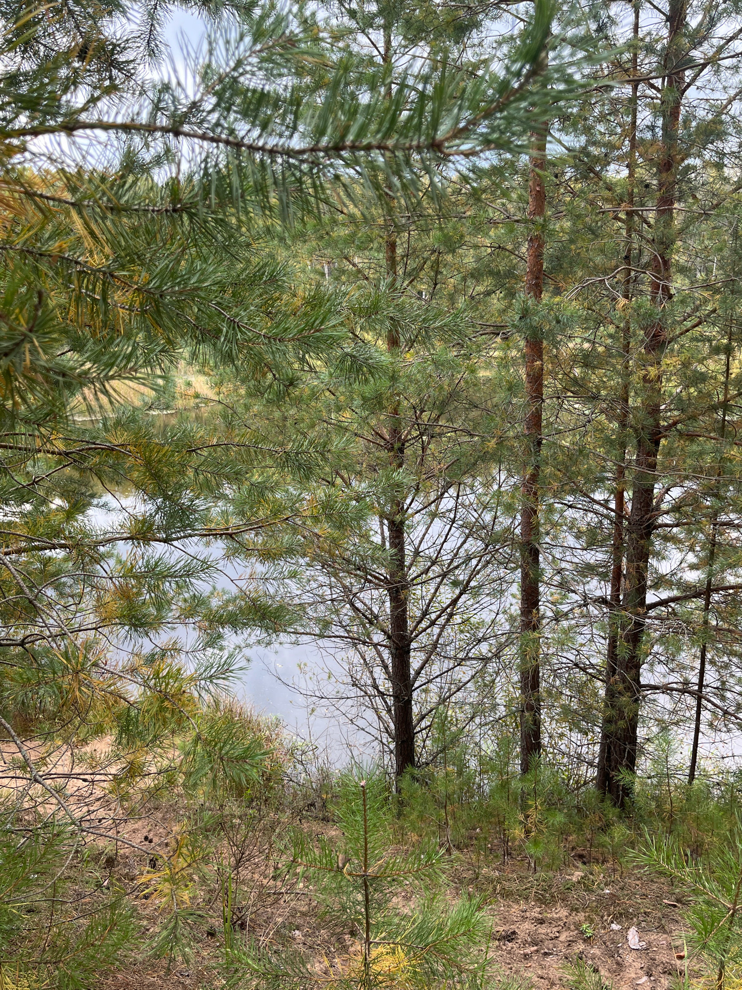 This is a vertical, medium-shot, eye-level, outdoor, full-color photograph. The scene depicts a natural landscape with a body of water visible in the background, framed by pine trees in the foreground and midground. The pine needles on the branches are predominantly green with some yellowing. The trunks of the pine trees are slender and brown. The ground in the foreground is covered with pine needles, dry grass, and some scattered pine cones. The water in the background appears calm and reflects the overcast sky. The environment suggests a forested area adjacent to a lake or river, possibly in the city of Chaikovsky, Russia, known for its pine forests and proximity to the Kama River. There are no people or animals visible in the image. The lighting is diffused, indicating an overcast day.