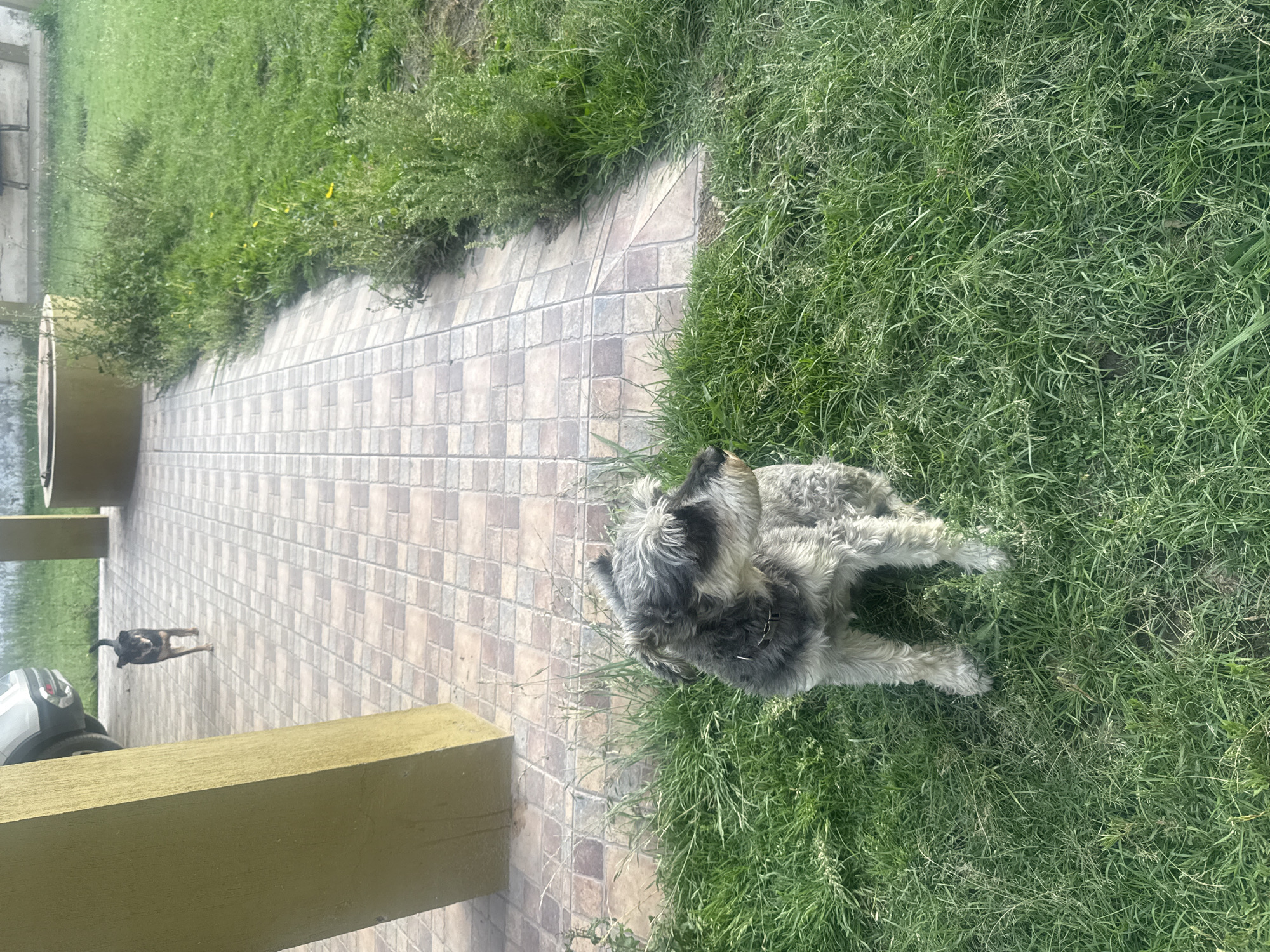 A medium, eye-level shot captures a scene on a partially tiled patio extending into a grassy area. A gray and black dog stands on the grass. A second, smaller dark dog is near a post and a car wheel on the patio. The setting seems to be outdoors, though the specific location is not identifiable from the image.