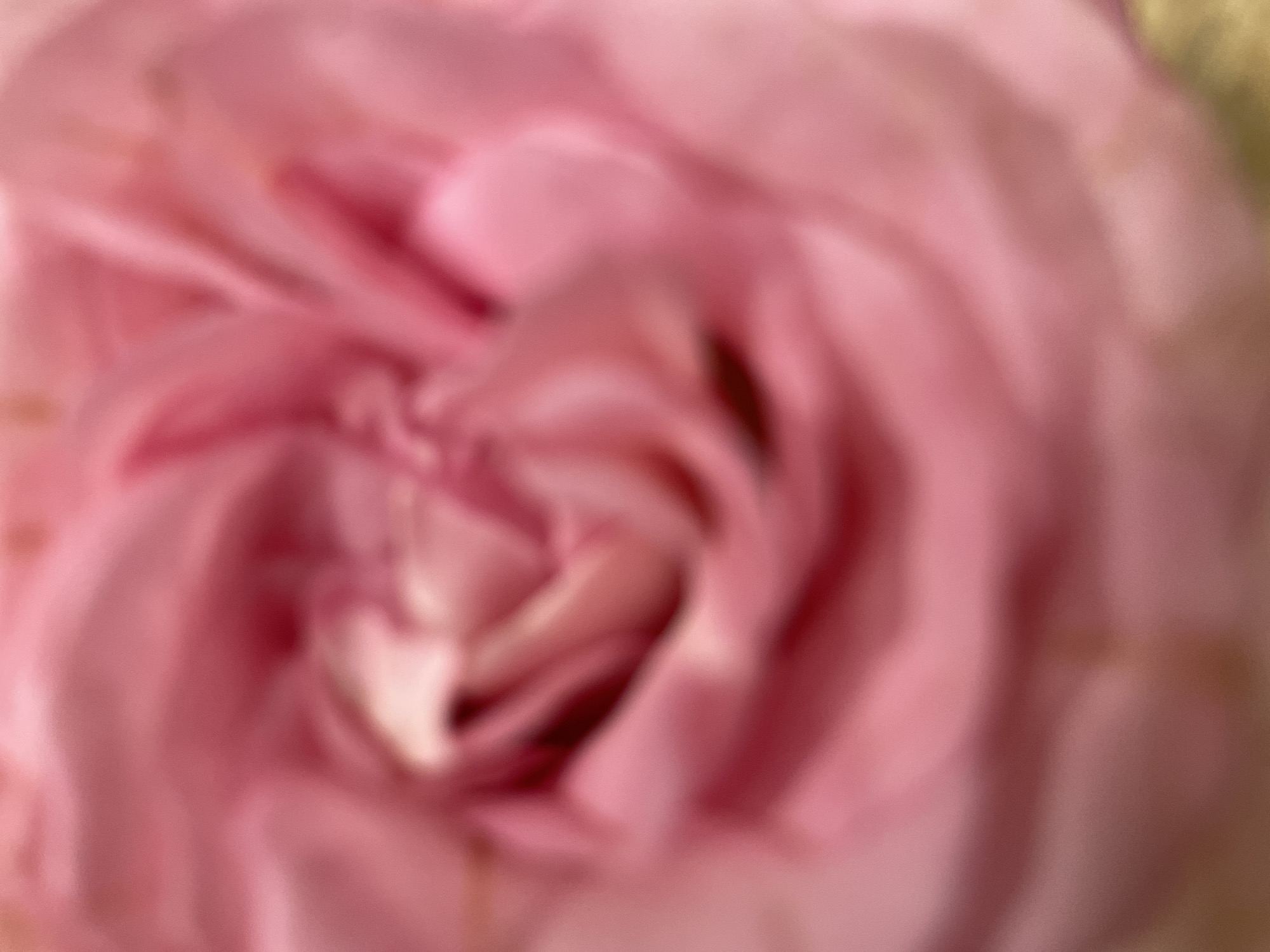 The image shows a close-up, blurry view of a pink rose. There are no other discernible subjects, objects, or environmental details that would allow for location identification, particularly in Bac Nha Trang Ward, Vietnam. The image focuses solely on the flower's petals.