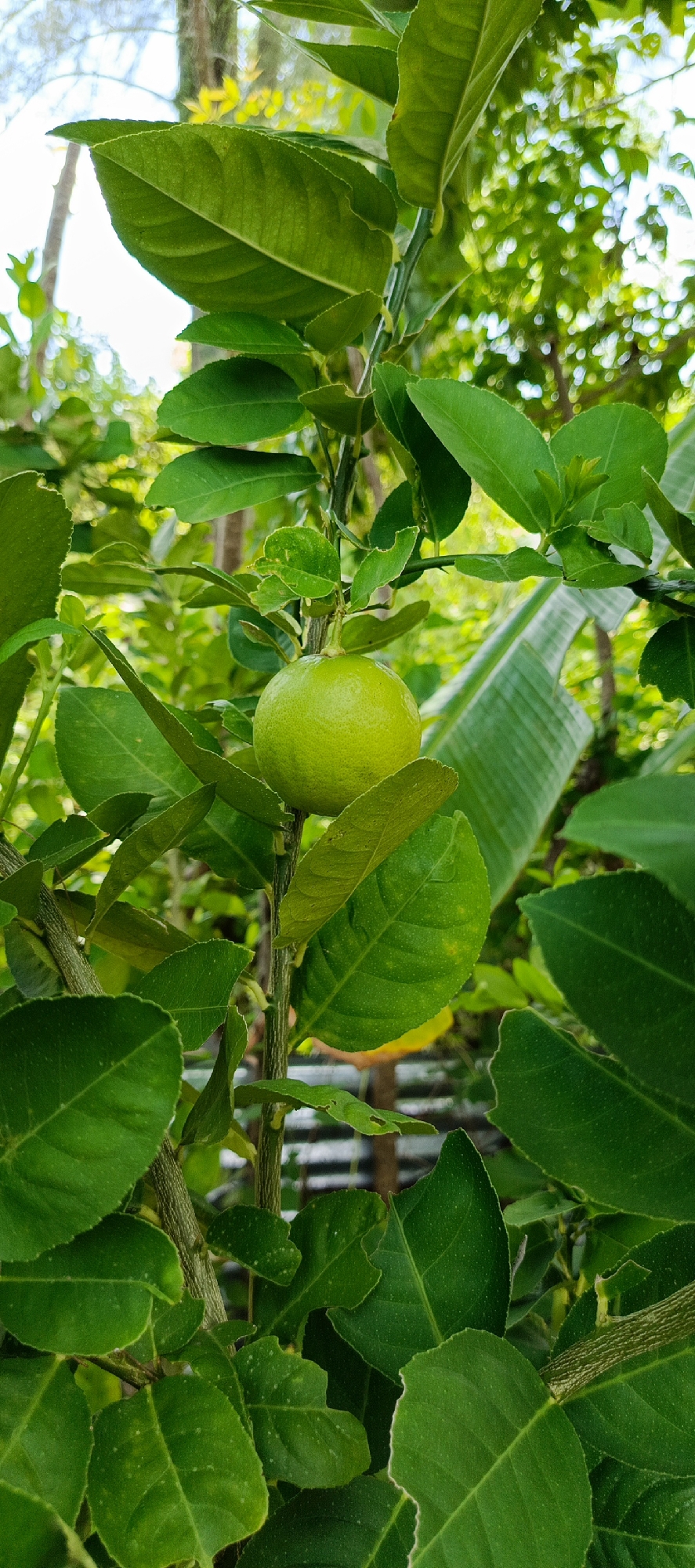 A lime is pictured on a tree amidst lush green foliage, with a hint of light filtering through the leaves. The background shows a blur of more green, suggesting a natural, outdoor environment likely in the city of Meunasahmesjid, Indonesia. The scene is a close-up of the lime and its surrounding leaves, with no people or explicit actions depicted. The focus is on the natural elements of the fruit and plant.