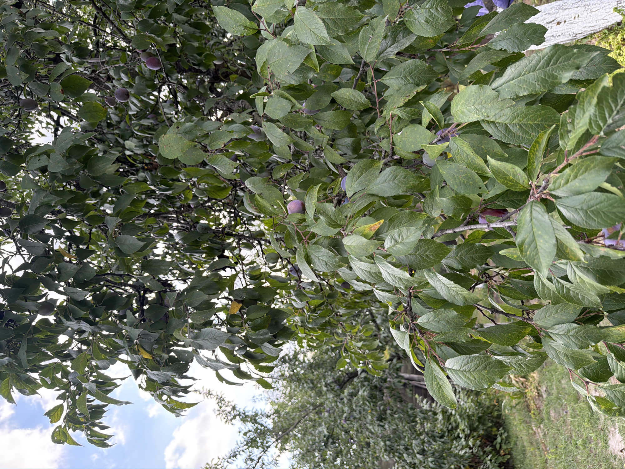 The image depicts a close-up view of a plum tree laden with fruit in the village of Mali Kosharyshcha, Ukraine. The tree's branches are densely covered with green leaves and numerous ripe plums, some of which are deep purple and others a lighter reddish-purple. The background shows more foliage from the same tree and a neighboring tree, with a hint of the sky and clouds visible through the leaves. The lower right portion of the image shows a white-painted tree trunk and a glimpse of a grassy area. The scene appears to be an outdoor setting, likely a garden or orchard, during daylight hours.