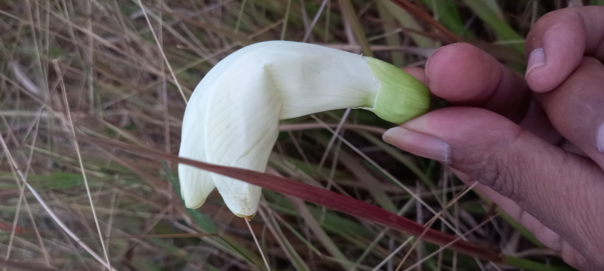 A close-up, vertical, eye-level shot captures a hand holding a white flower bud in Sidamulya, Indonesia. The flower bud, with its pale green base, curves gracefully towards the left, its petals tightly furled. A dark red stem of a plant cuts diagonally across the upper left of the frame, partially obscuring the bud. The background is a blur of dry grass and some green foliage, suggesting an outdoor, possibly rural, setting. The hand, with visible fingerprints and fingernails, is in focus in the lower half of the image, its thumb and index finger gently supporting the base of the flower. The lighting is soft, highlighting the delicate texture of the flower bud.