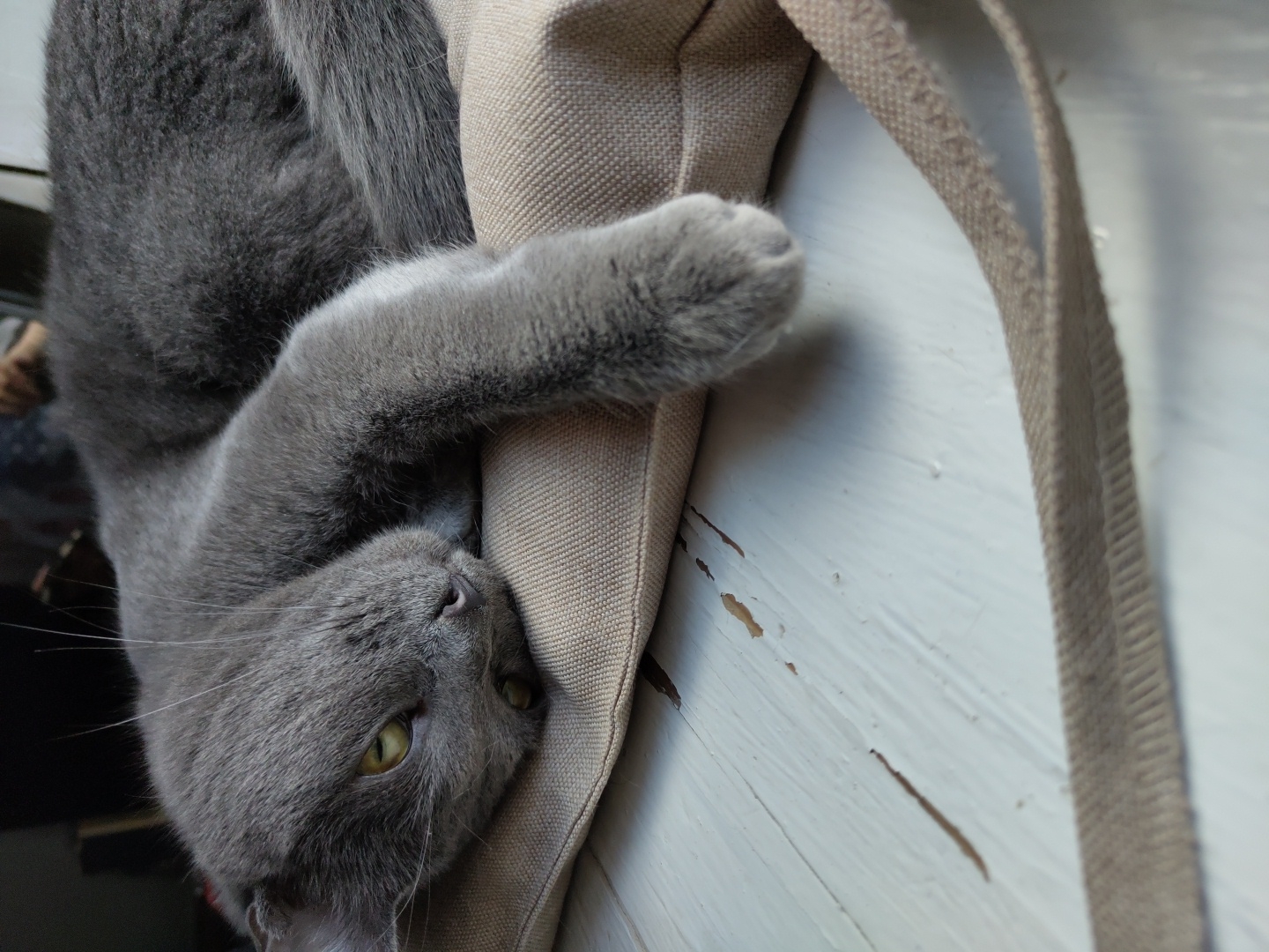 A gray cat lies on a beige cushion. The cat is facing left, with its head resting on the cushion. Its eyes are open and looking to the left. Its front right paw is extended forward. The cushion is on a white wooden surface with visible grain and some chipped paint. A beige strap runs across the foreground of the image. The background is out of focus and appears to be dark.