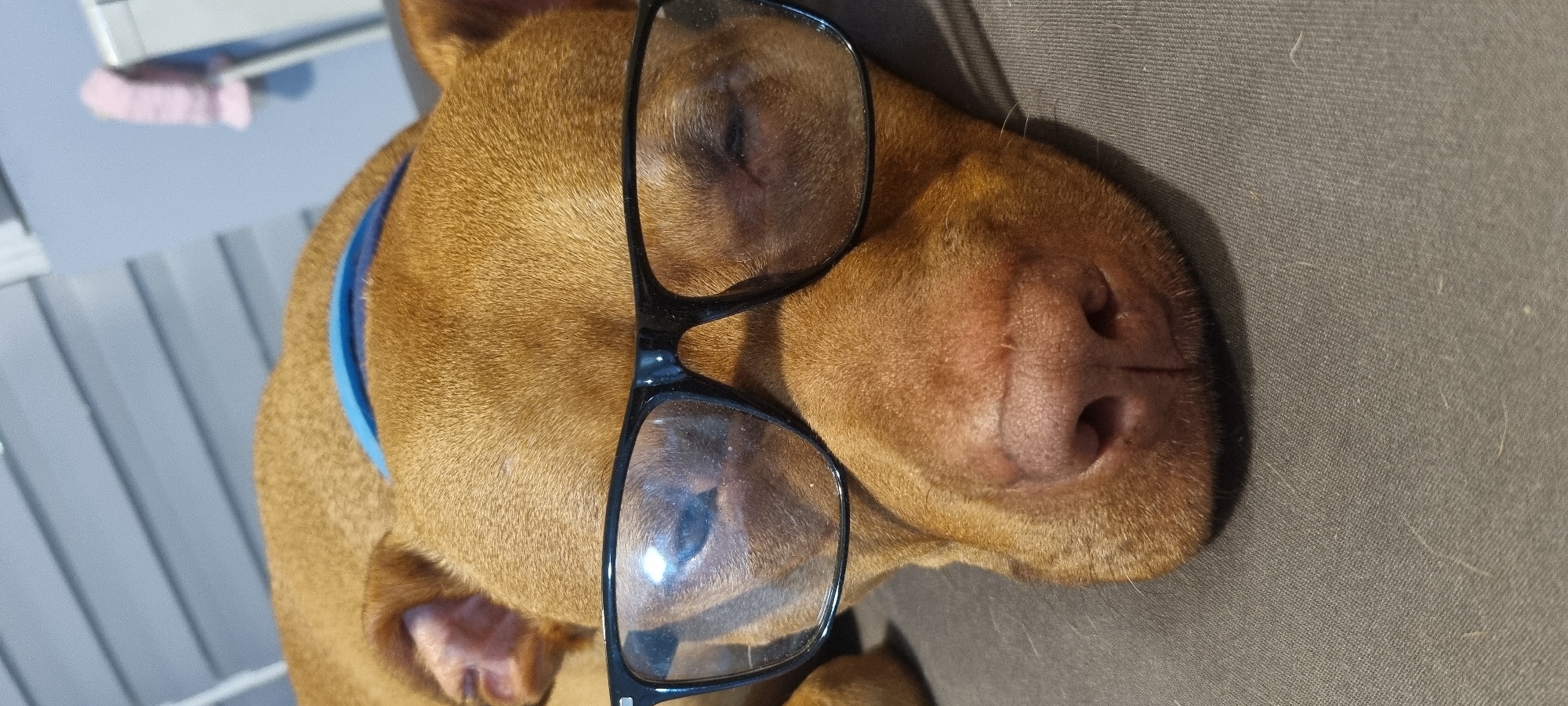A close-up, slightly rotated, and horizontally oriented photograph shows the head of a reddish-brown dog with a blue collar, wearing black-framed eyeglasses. The dog is lying down on what appears to be a gray, textured surface, possibly fabric. The eyeglasses are positioned over the dog's eyes, partially obscuring them. The dog's nose is prominently visible in the center of the frame. The background includes a portion of a gray and white vertical striped surface and a hint of a pink object, suggesting an indoor setting.