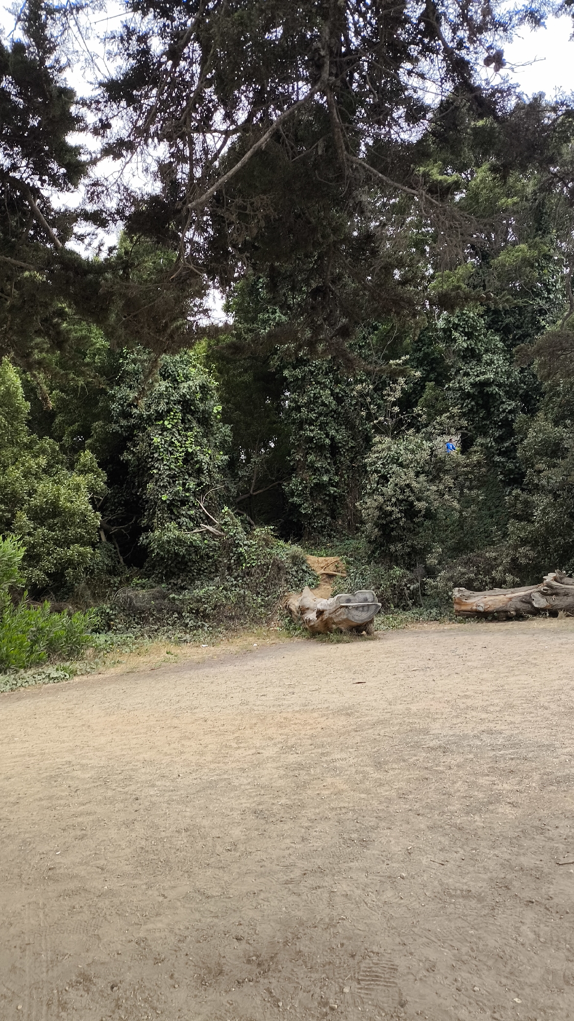 This image depicts a dirt path in a park, with lush green foliage and trees dominating the background. In the foreground, the path is a light brown, sandy color, with tire tracks visible in places. To the right of the path, there are two large logs. The one on the left appears to be carved into a bench-like shape, with an opening in the center. The one on the right is a more natural, elongated log. Further back, the vegetation is dense, with various shades of green. A bright blue object, possibly a piece of fabric or a balloon, is visible high up in the trees on the right side of the frame. The sky is overcast and a light grey. The scene appears to be a natural setting within an urban park, possibly in San Francisco, USA, given the types of trees and the overall ambiance of a coastal California park.