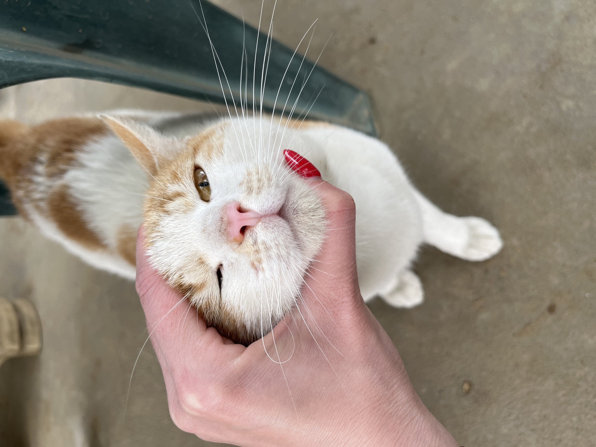 A close-up shot shows a white and orange cat being petted by a person. The cat's head is tilted, with a pink nose and closed eye visible. The person's hand, with a red fingernail, is holding the cat's face. The background includes a portion of a green chair and a concrete surface. The specific location in the city of Lebnitsa, Bulgaria cannot be determined from the image.