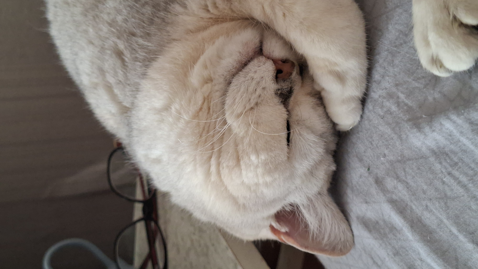 The image shows a close-up of a light-colored cat sleeping, curled up with its paws covering its face. The cat appears to be resting on a gray fabric surface, likely a bed or sofa. In the blurred background, a pair of eyeglasses and a blue object, possibly a mug or cup, are visible on a surface. The overall lighting suggests an indoor setting. There is no visible indication of the location being in Забалоцкі сельскі Савет, Belarus.