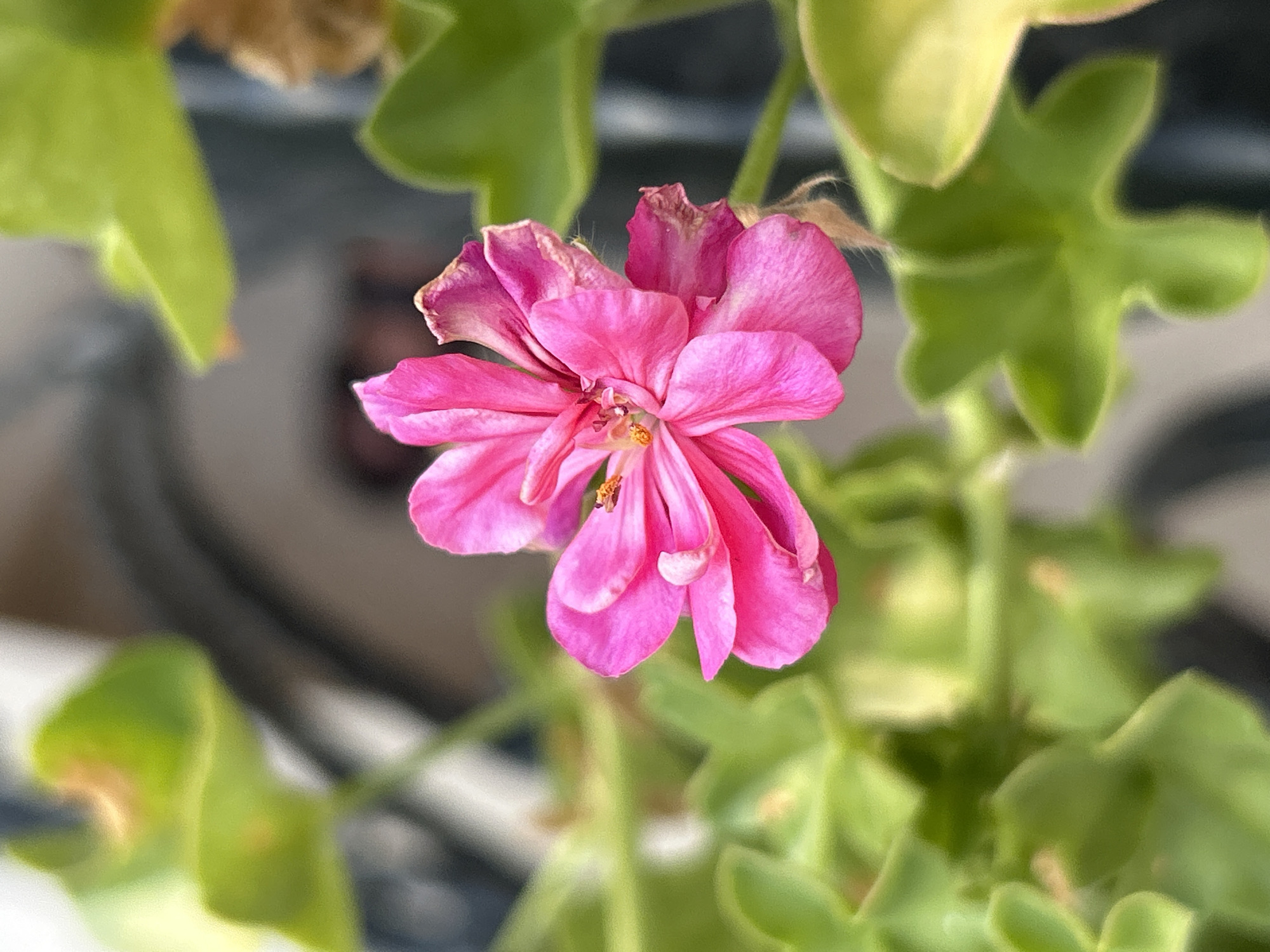 A single, vibrant pink flower, likely a geranium, is in sharp focus against a blurred background of green foliage and dark, out-of-focus elements that may suggest indoor shelving or a railing. The flower's petals are delicate and slightly ruffled, with visible veins. In the center of the bloom, tiny yellow stamens are present. Some of the flower's outer petals show signs of wilting and browning at the edges. The surrounding leaves are fleshy and have a somewhat succulent appearance, with variations in color from bright green to yellowish-green, and some with subtle reddish-brown tips. The overall lighting is soft, highlighting the textures of the flower and leaves. There is no indication of Plovdiv, Bulgaria or any specific urban environment.