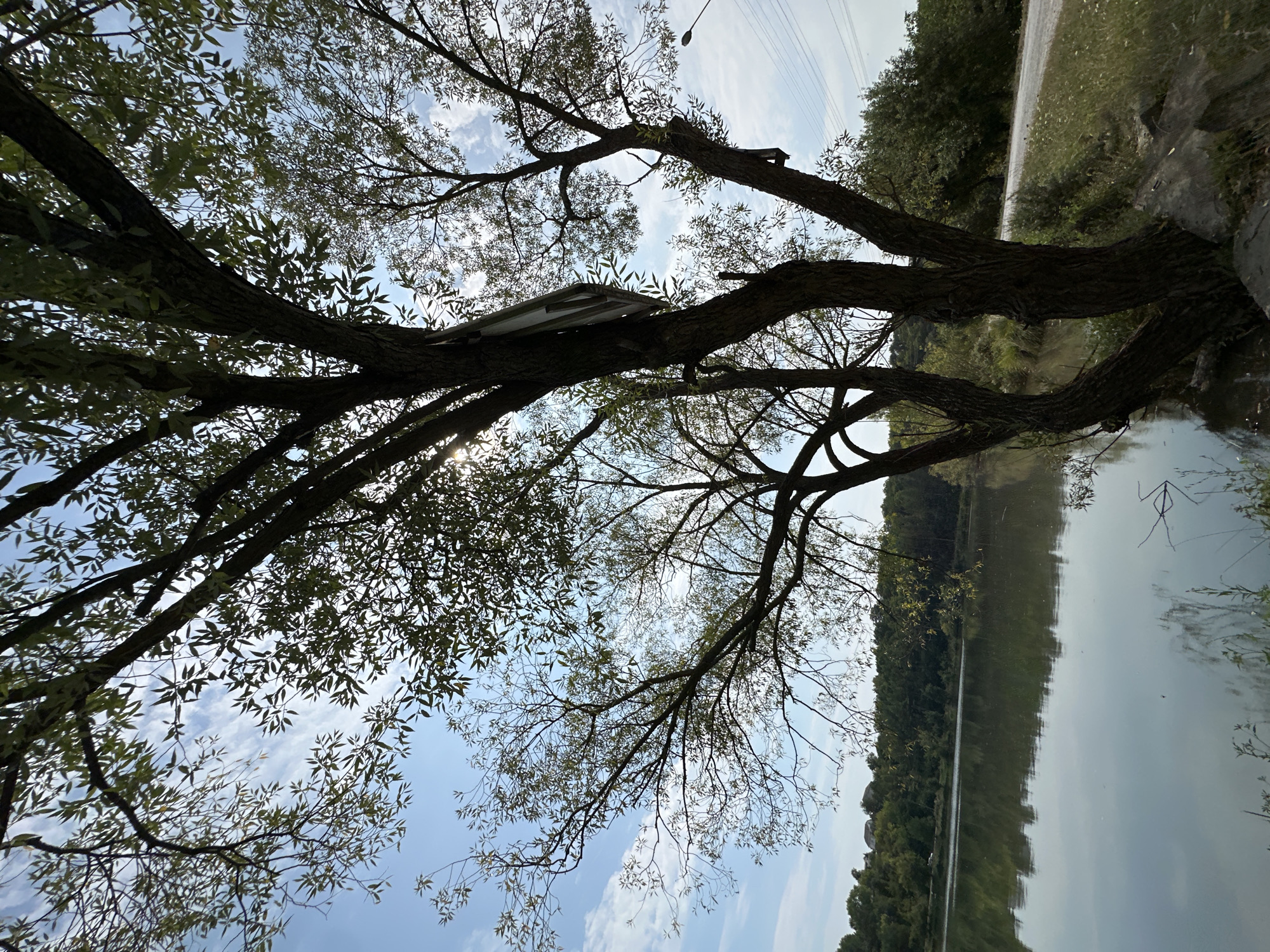 In the city of Makiv, Ukraine, this image captures a serene natural landscape dominated by a large, mature tree with dark, textured bark and spreading branches adorned with green leaves. The tree is situated on the bank of a calm body of water, likely a river or lake, with its reflection visible on the water's surface. Across the water, a dense line of lush green trees forms the opposite bank. To the right of the main tree, a gravel path is visible, bordered by green grass and wild vegetation, and a utility pole with wires stretches across the upper right quadrant of the image. The sky above is a clear blue, dotted with wispy white clouds, and the sunlight filters through the tree's foliage, creating dappled light. The overall scene evokes a sense of tranquility and natural beauty.