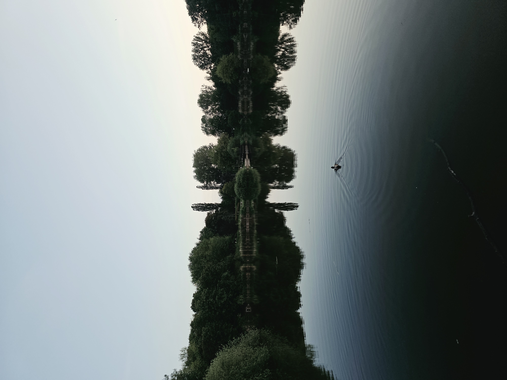 The image shows a tranquil scene at a lake, likely during the early morning or late evening. The sky is a pale blue, transitioning to a lighter hue at the horizon. Lush green trees line the far bank of the lake, their dense foliage creating a dark, reflective border. Their reflections are clearly visible, creating a symmetrical mirror image on the calm surface of the water. In the foreground, a single duck is swimming, leaving a small ripple effect in its wake. The water itself is dark and still, with subtle concentric circles emanating from the duck's movement. The overall atmosphere is one of quiet serenity. Based on the visual cues, this scene could be located at the Łazienki Park in Warsaw, Poland, which features a prominent lake surrounded by trees and is a known habitat for waterfowl.