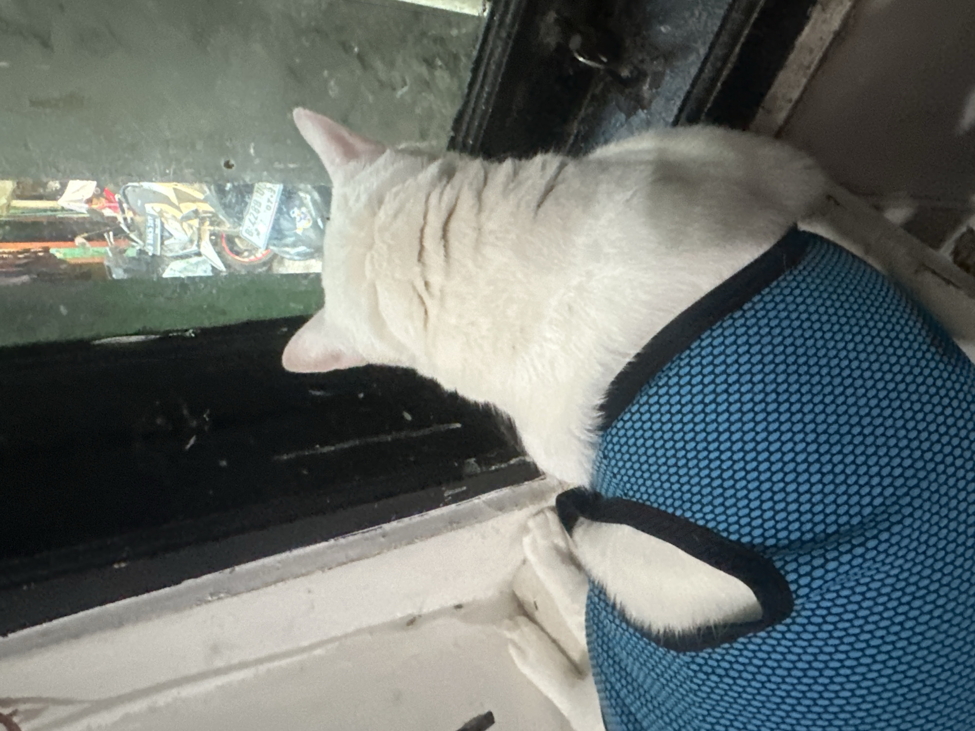 A white cat wearing a blue harness is looking out a dirty window. The window's reflection reveals the remnants of what seems to be a disassembled motorcycle or scooter. The license plate visible reads "B 2268 BZ". Based on the license plate format, the location is North Jakarta, Indonesia.
